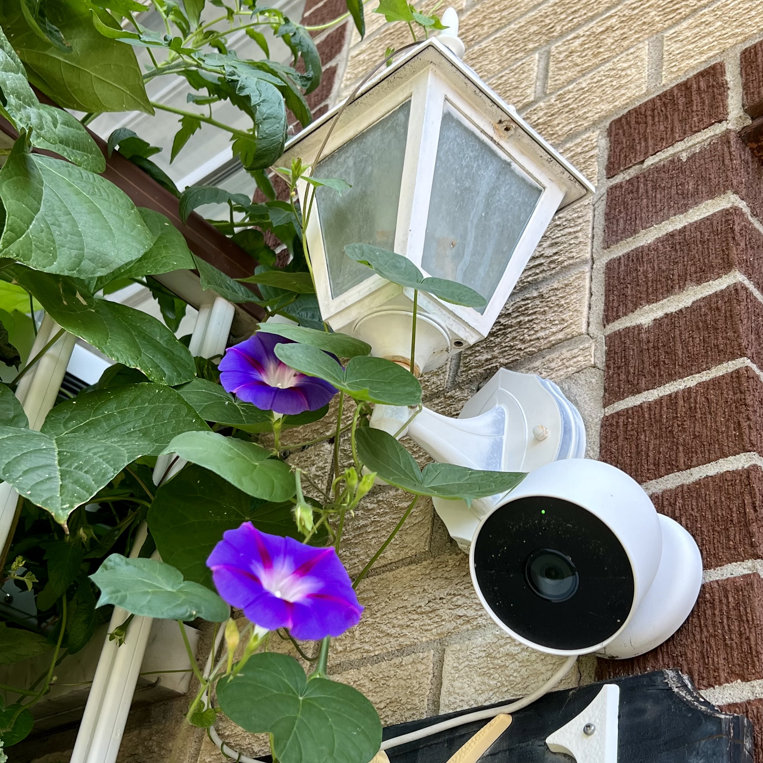 Ipomoea purpurea / Volubilis / Purple morning glory