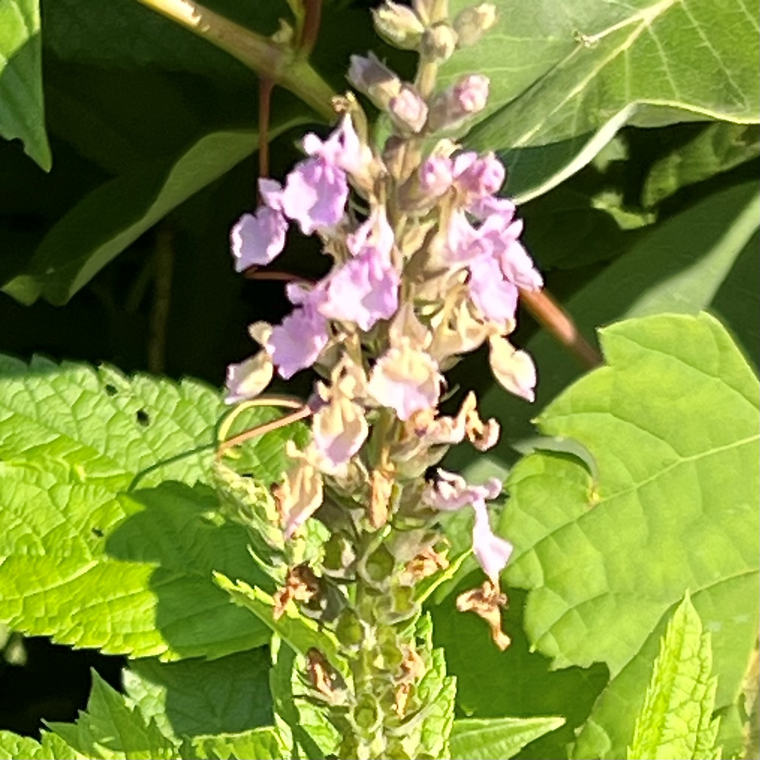 Teucrium canadense / Germandrée du Canada / Canada germander or Wood sage