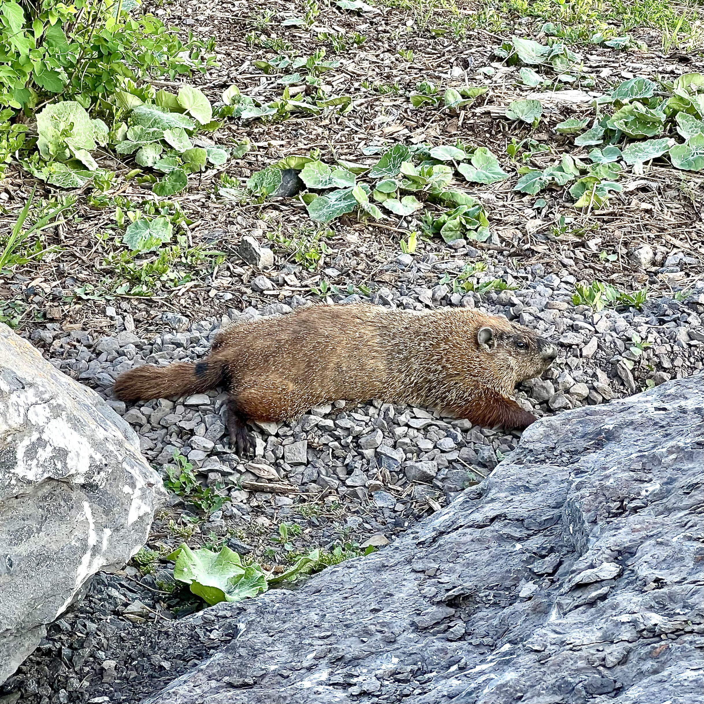 Groundhog all spread out