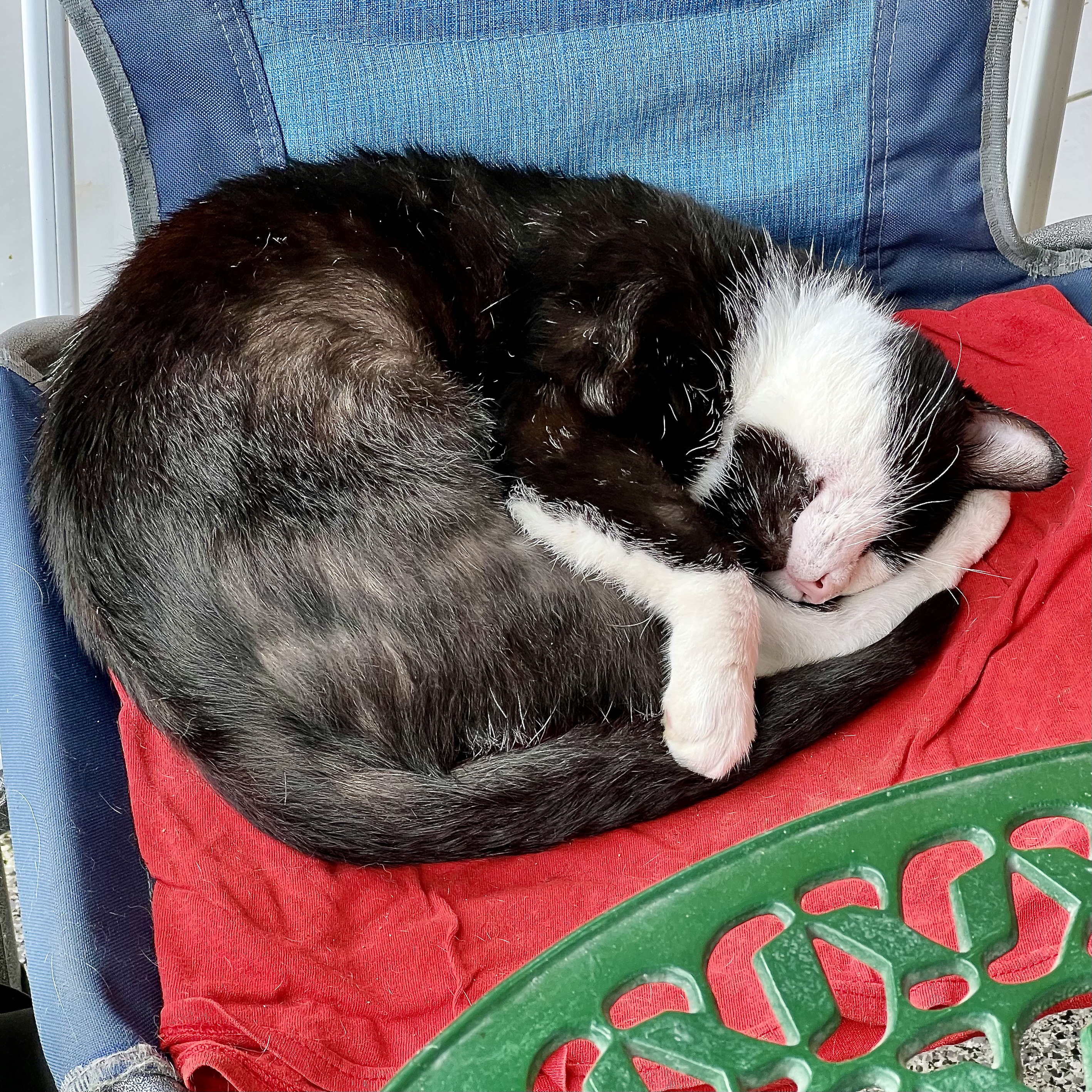 Felix super sellam (2023/08/13)