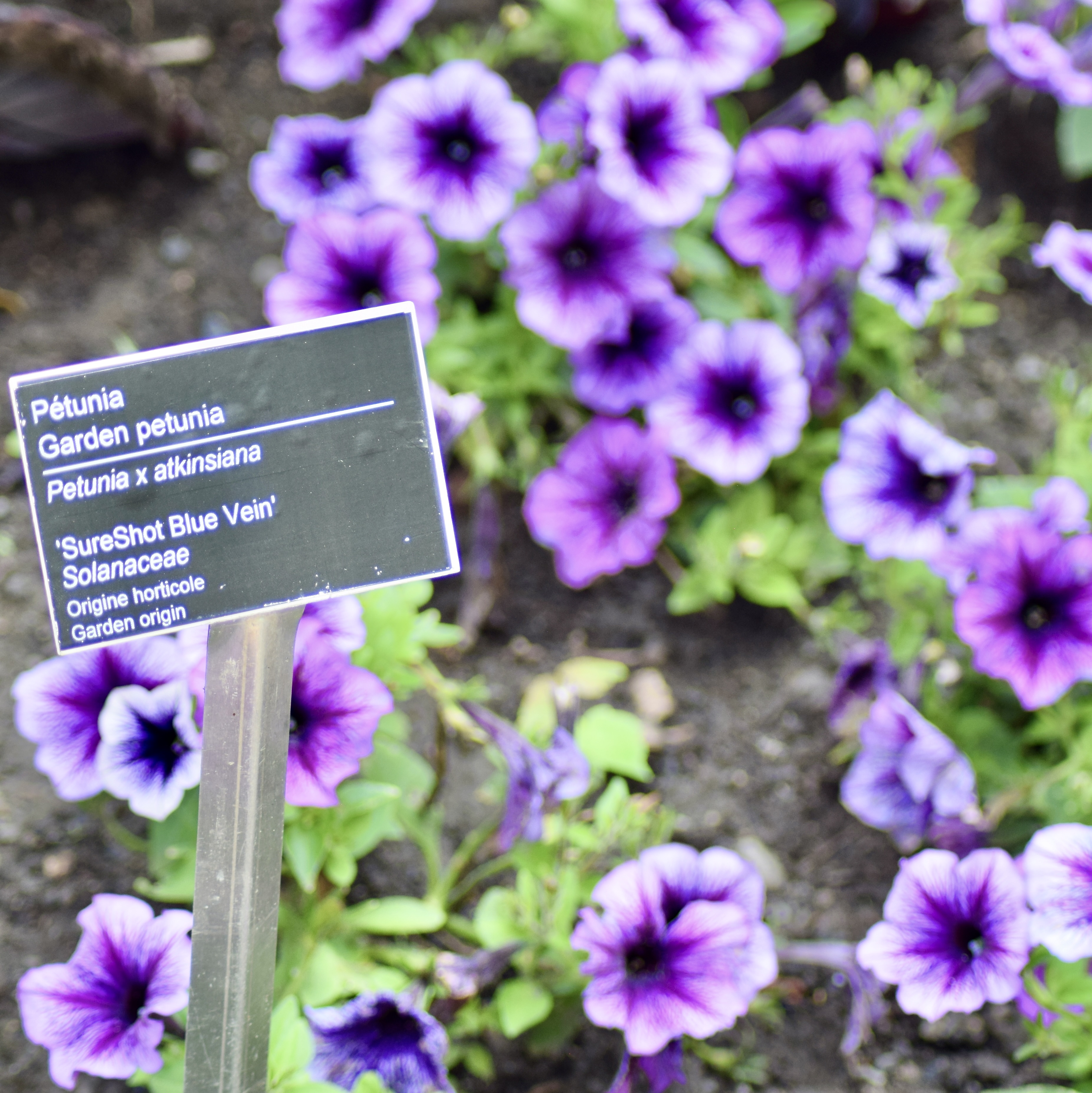 Petunia × atkinsiana / pétunia / Garden petunia / 'SureShot Blue Vein'