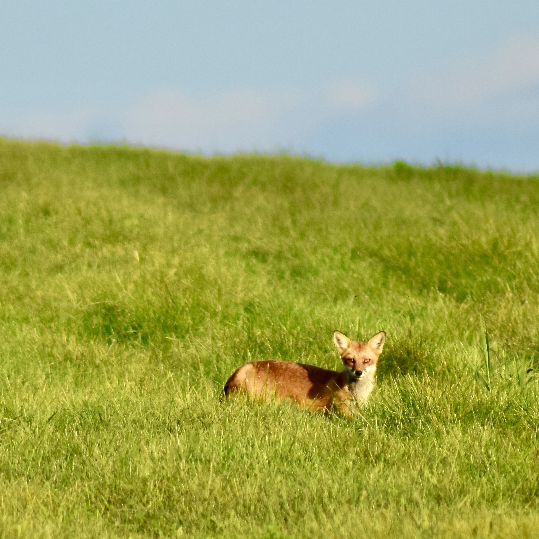 Vulpes vulpes / renard roux / Red fox