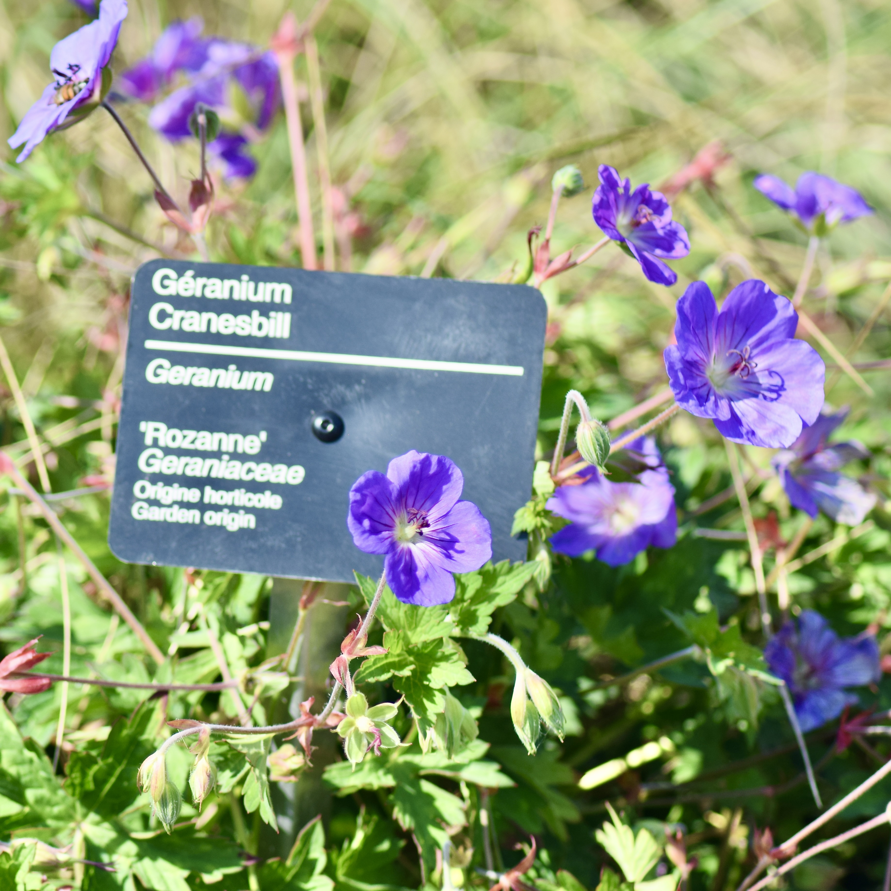 Geranium / Géranium / Cranebill / Cultivar 'Rozanne'