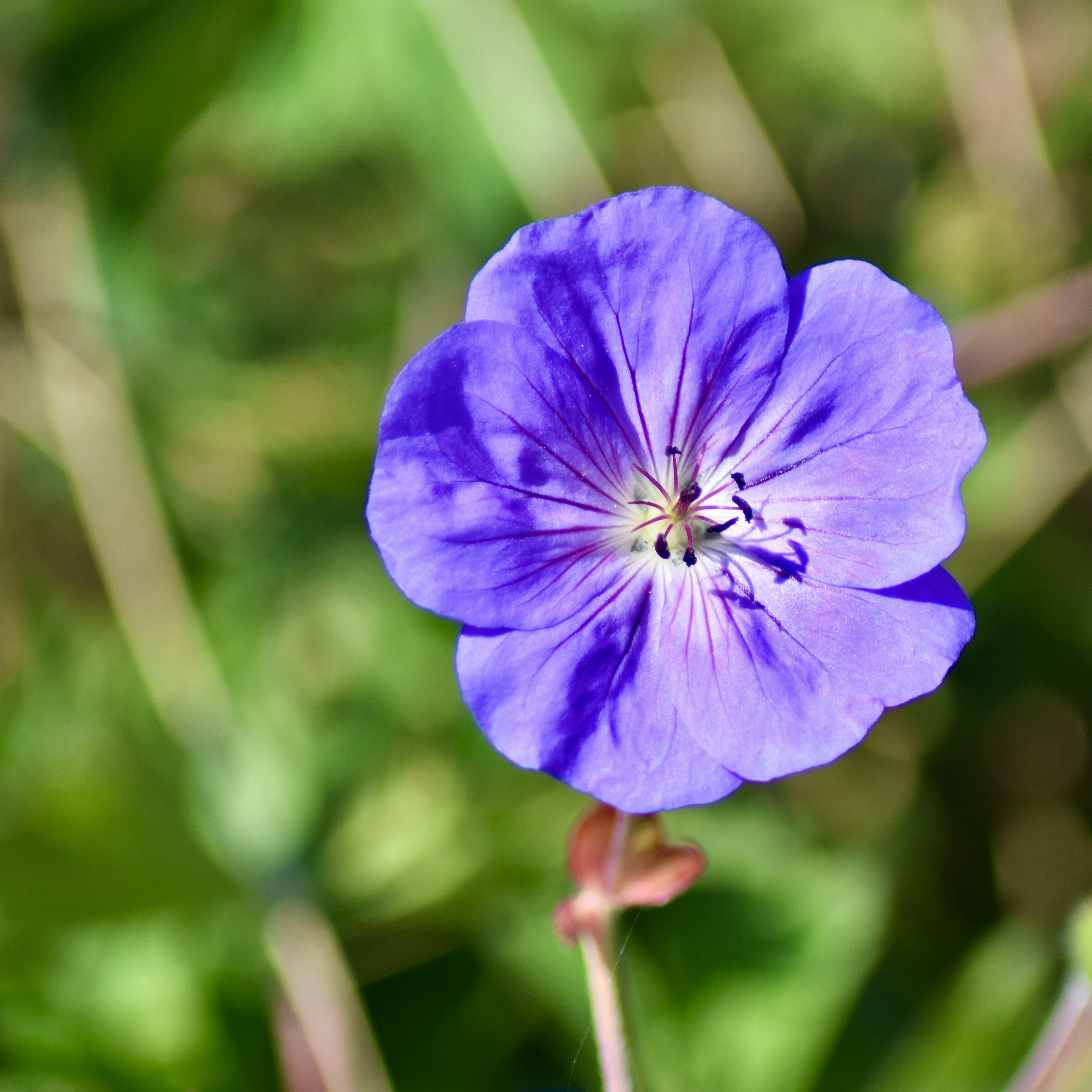 Geranium / Géranium / Cranebill / Cultivar 'Rozanne'