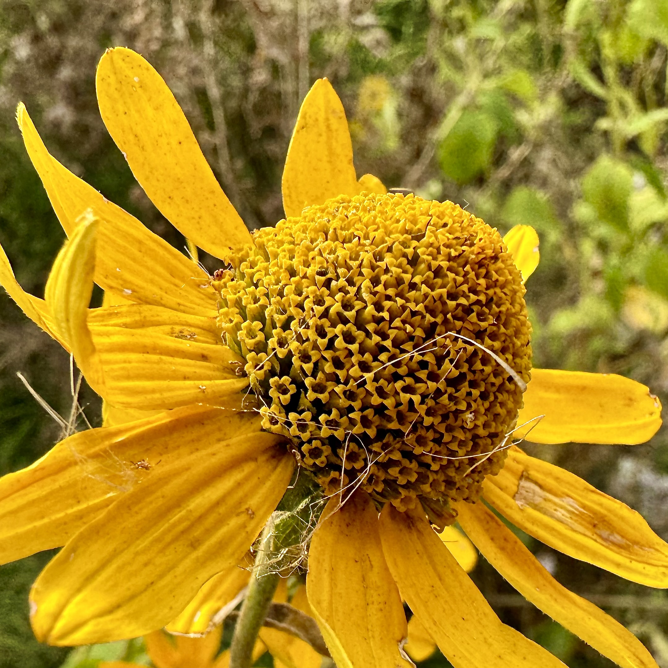 Ultra Wide Camera — 13 mm (4 MP)