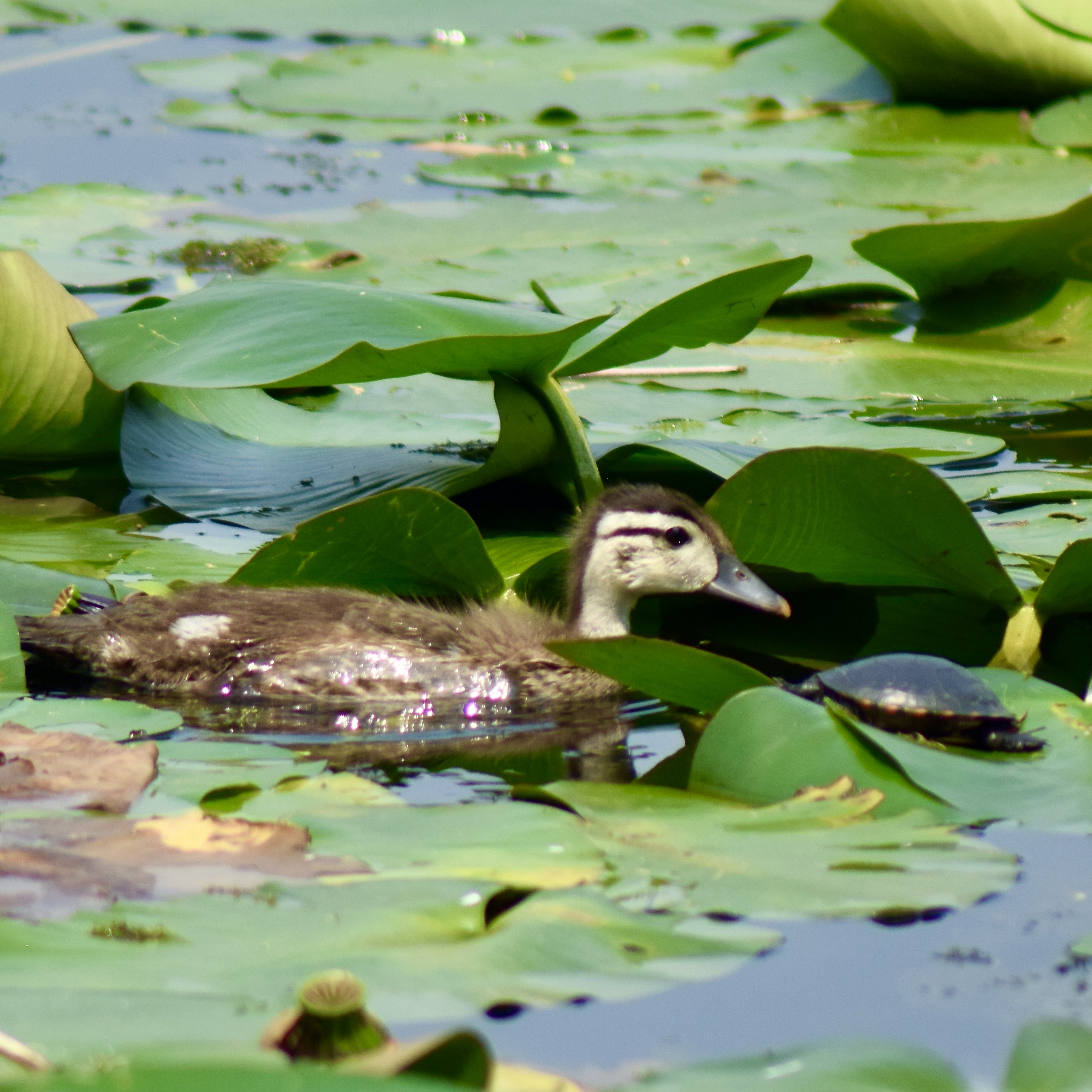 Aix sponsa & Chrysemys picta
