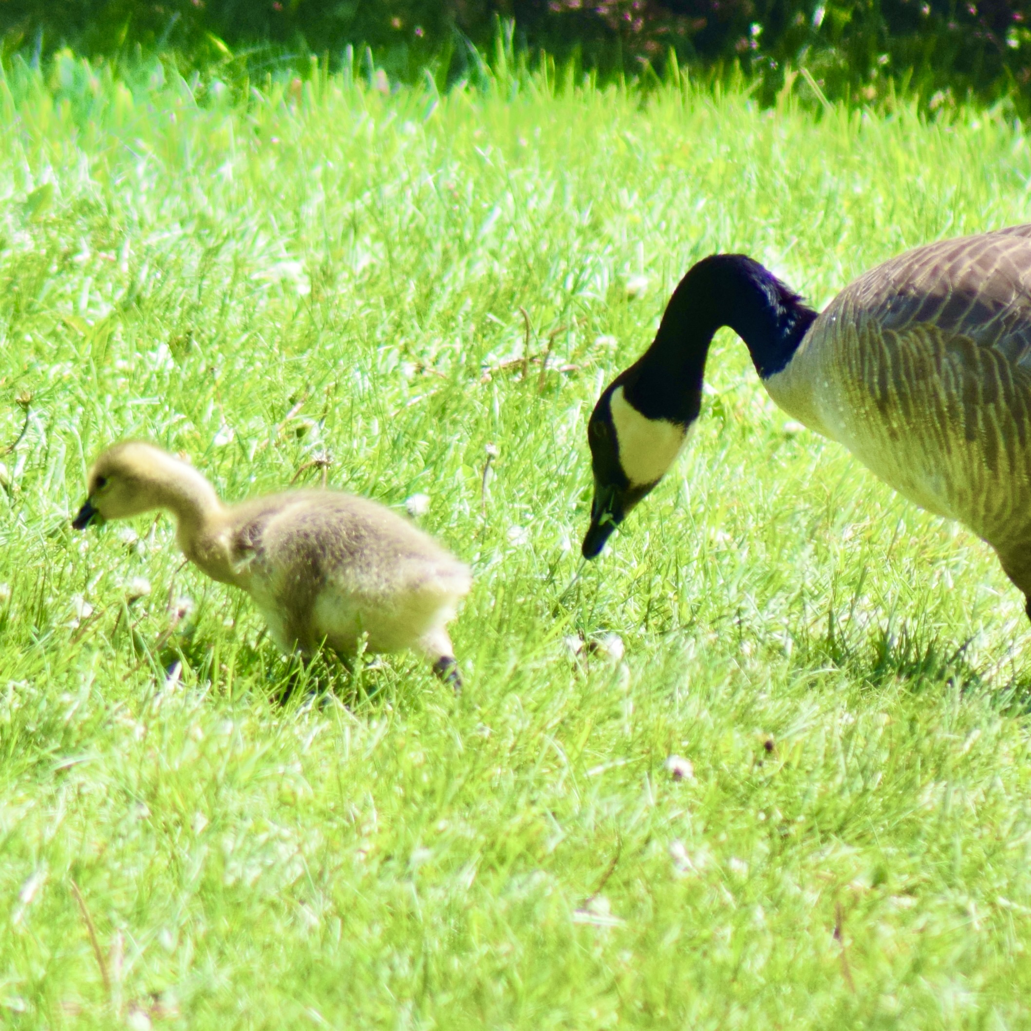 Branta canadensis