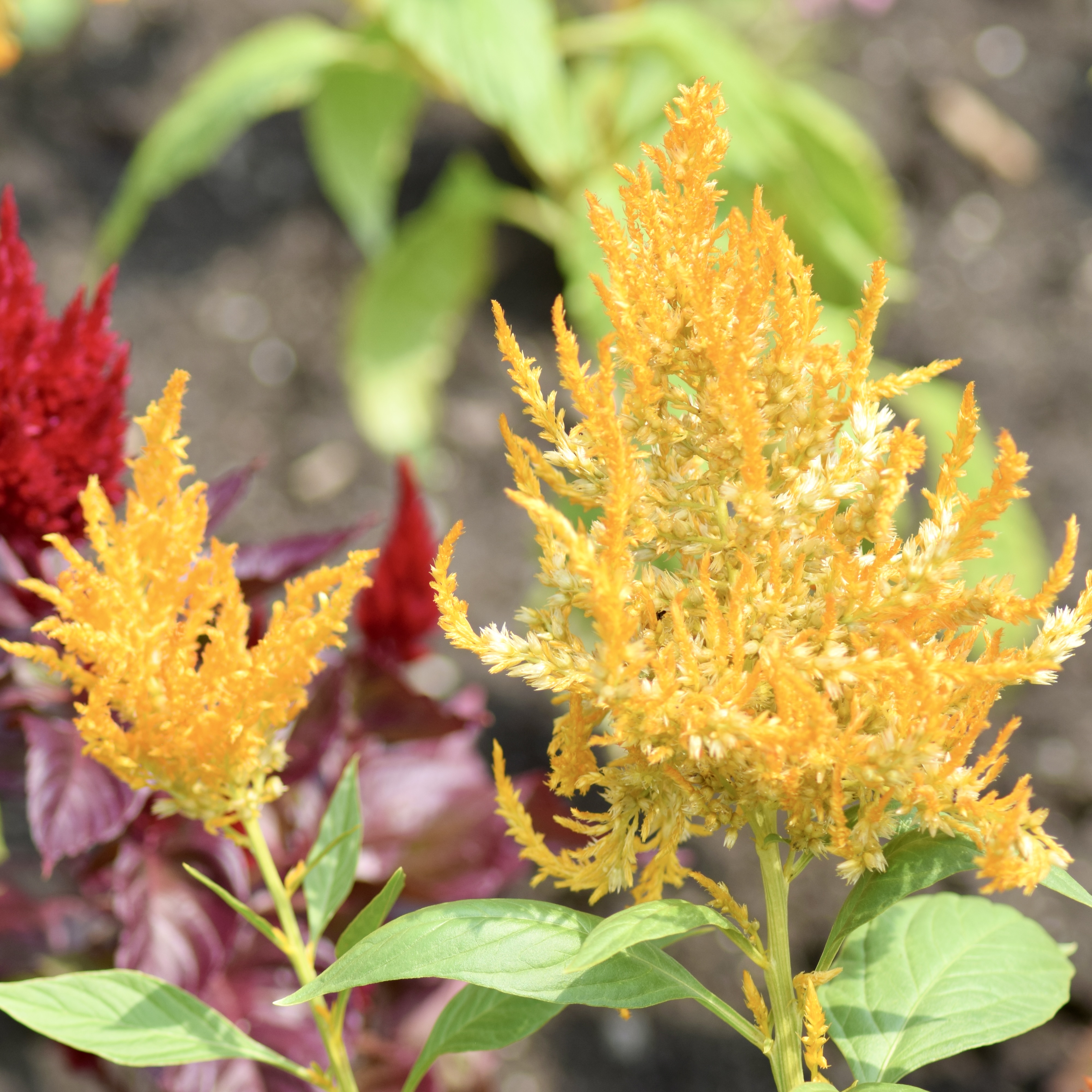 Celosia argentea gr. Plumosa