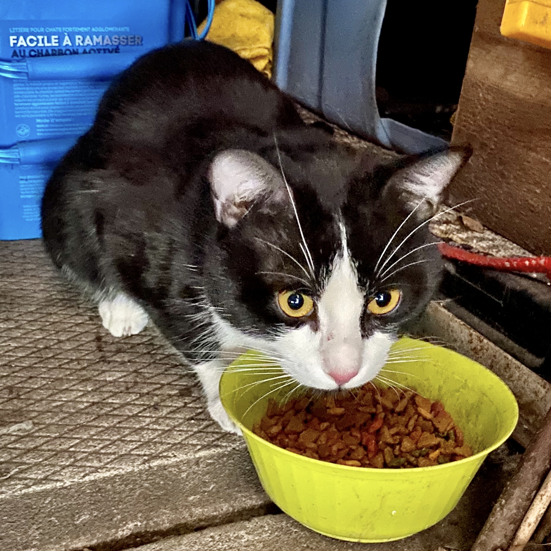 Félix, nouvel arrivant (2020/05/12)