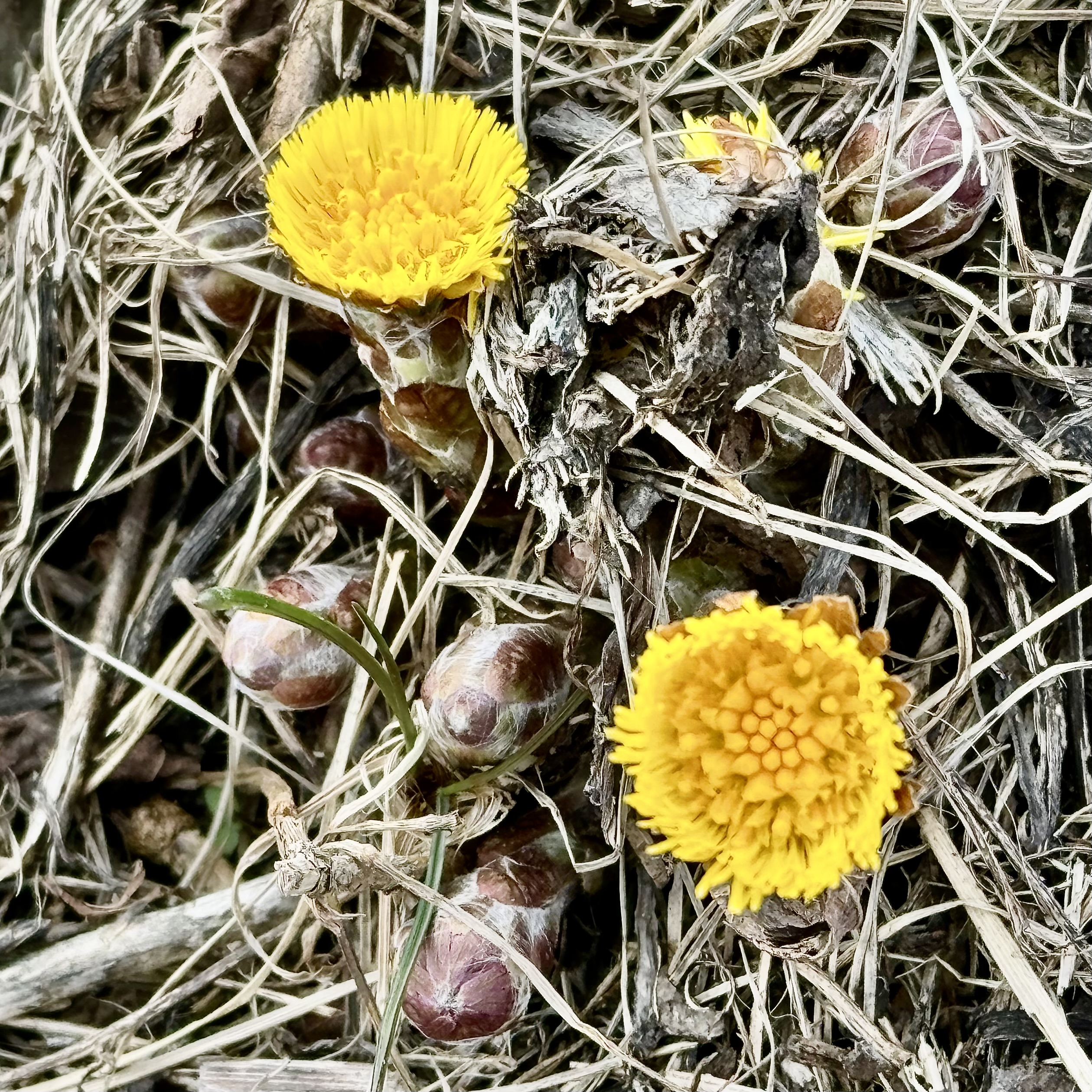 Tussilago farfara / Tussilage / Coltsfoot / フキタンポポ（蕗蒲公英 / fuki tanpopo)