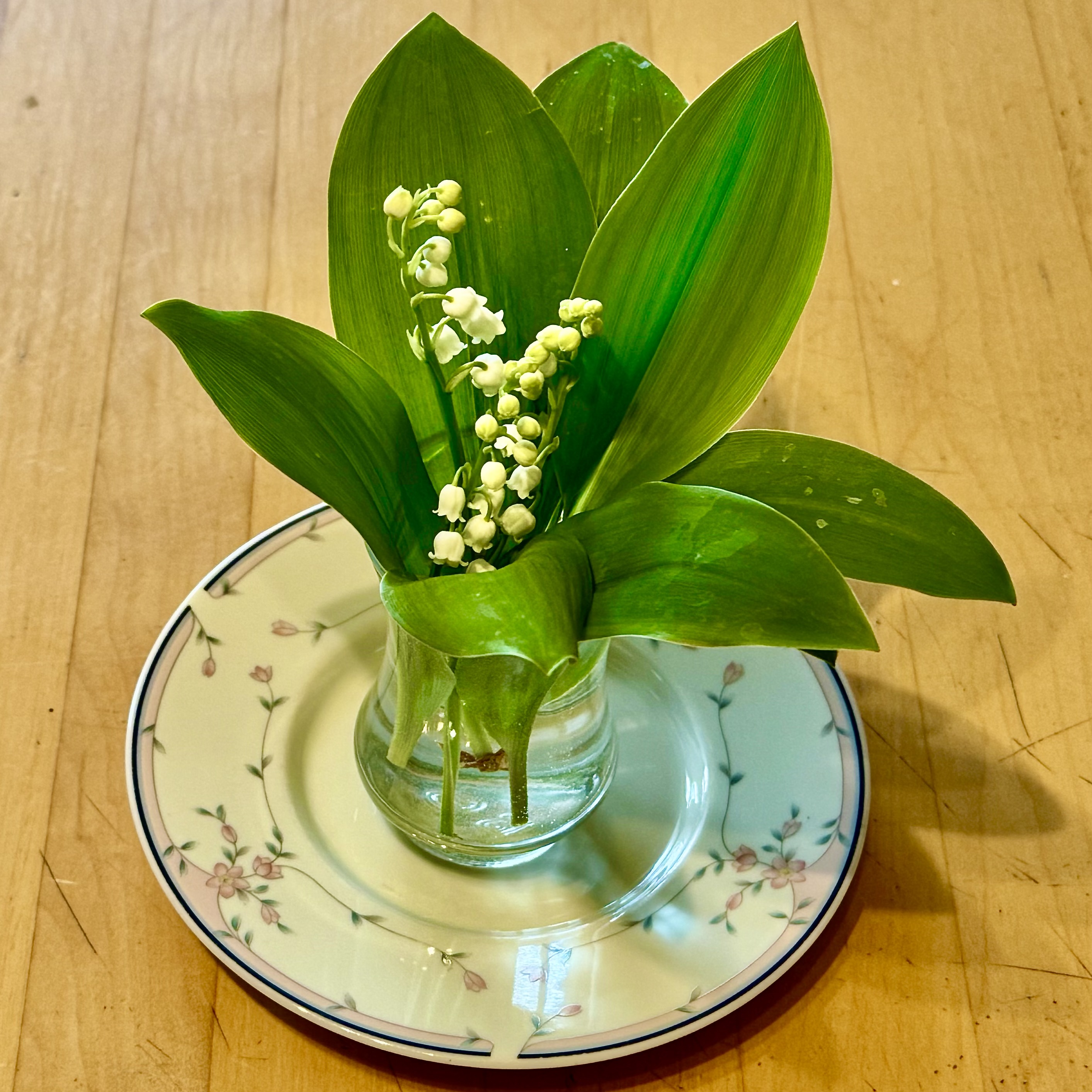 Muguet