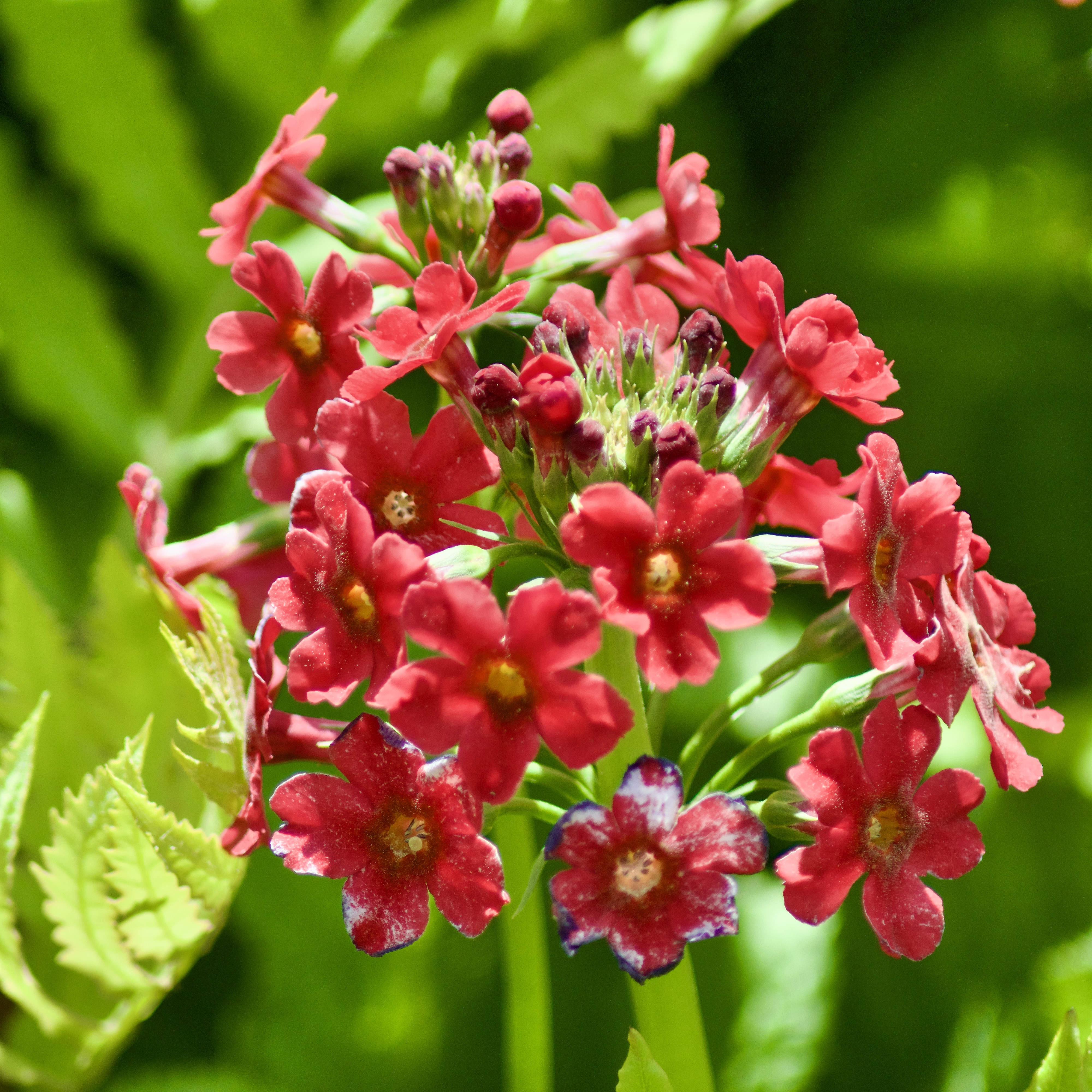 Primula japonica / Primevère du Japon / Japanese primrose / 'Valley Red'