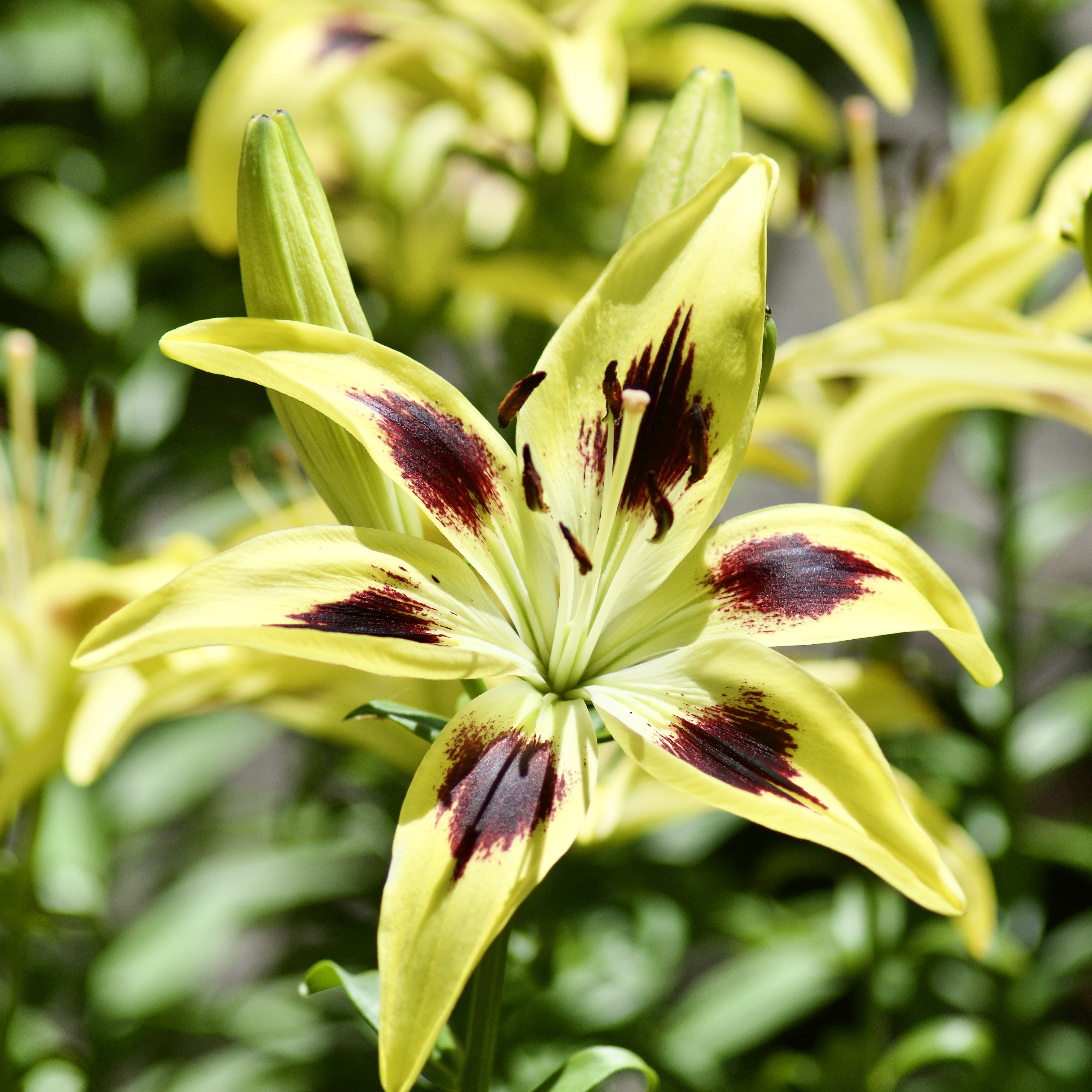 Lilium / Lis Asiatique / Asiatic lily / 'Yellow Hornet'