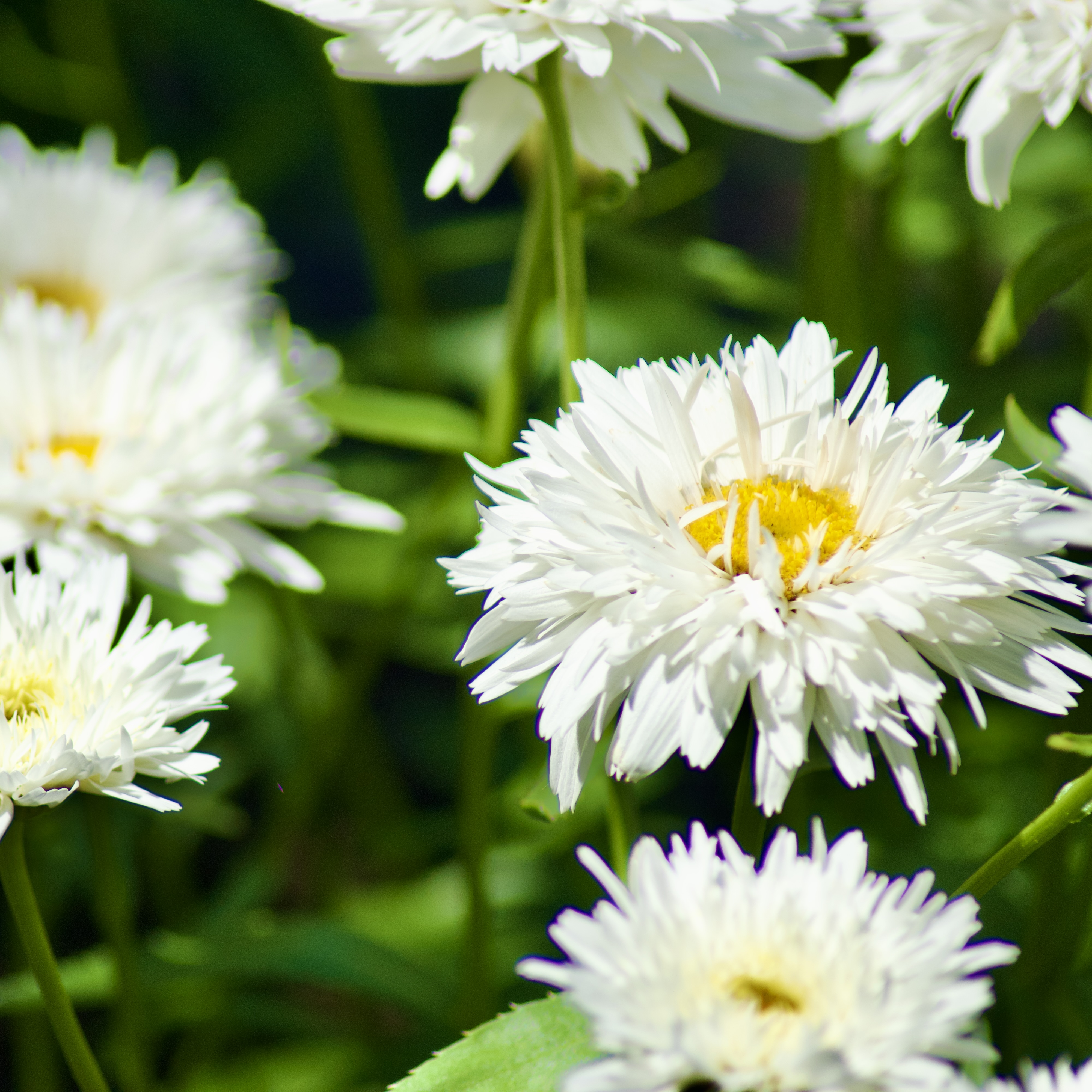 Leucanthemum maximum / Marguerite élevée / Max chrysanthemum / 'Sweet Daisy Rebecca'