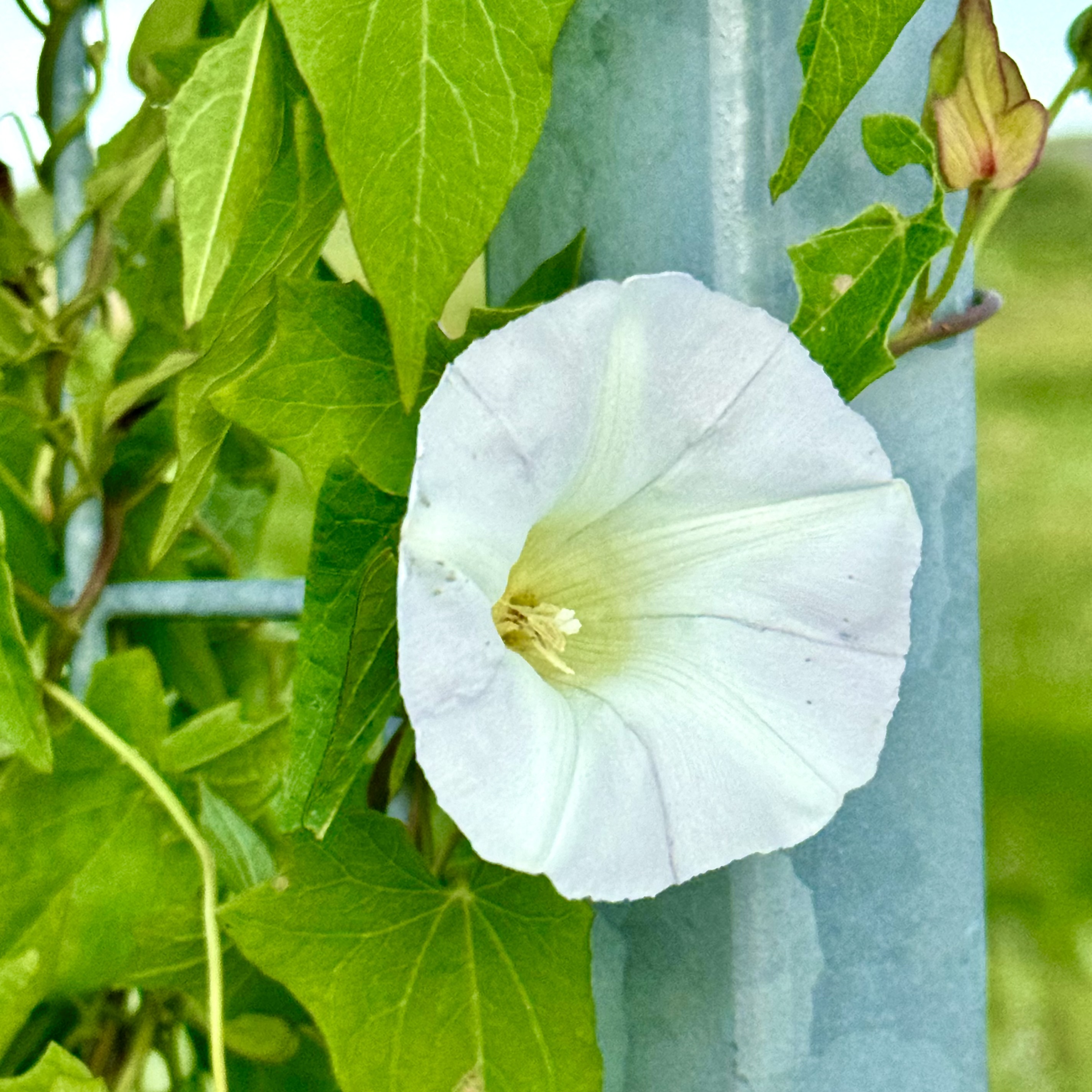 Calystegia sepium / Liseron des haies / Hedge bindweed