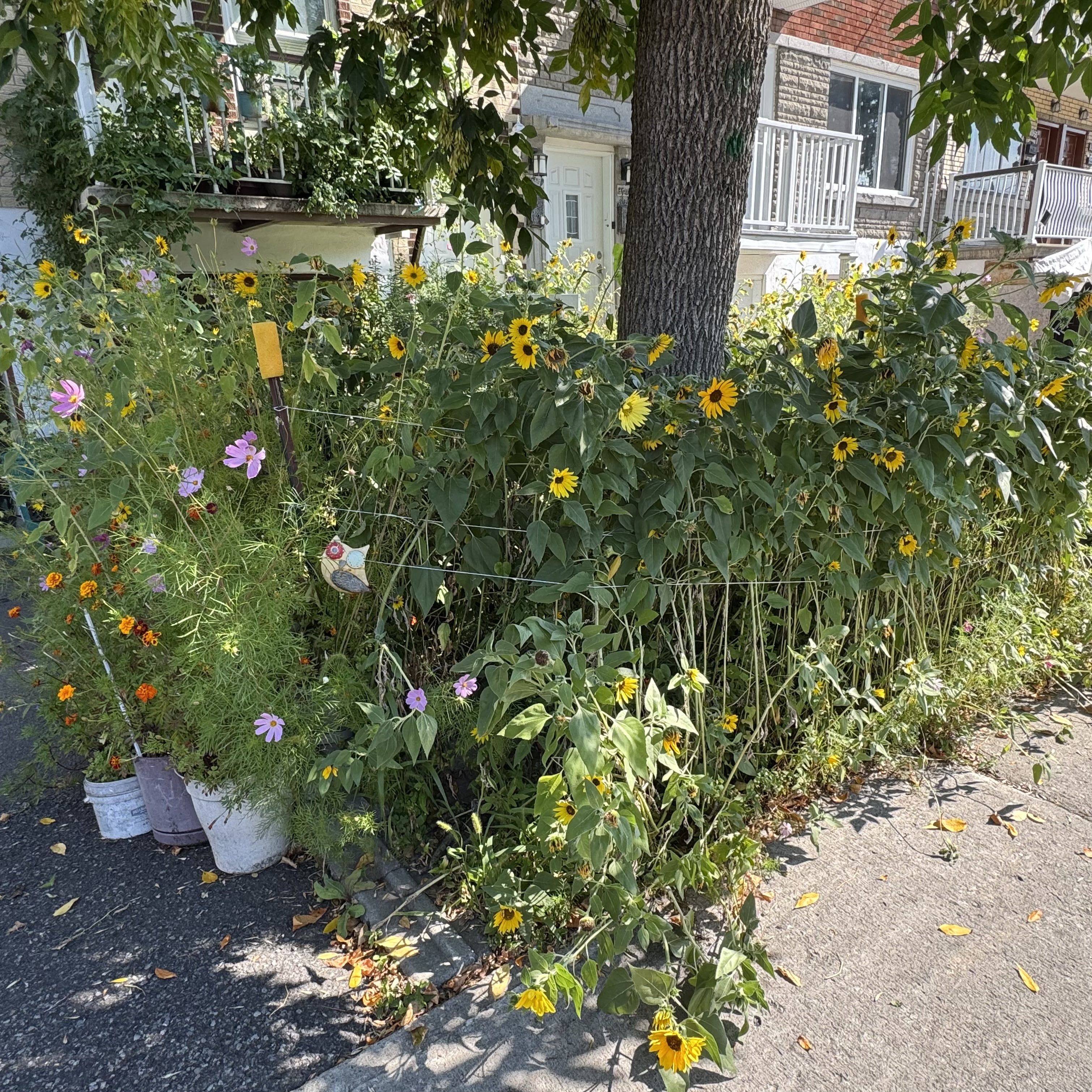 Front garden - 2025/09/01