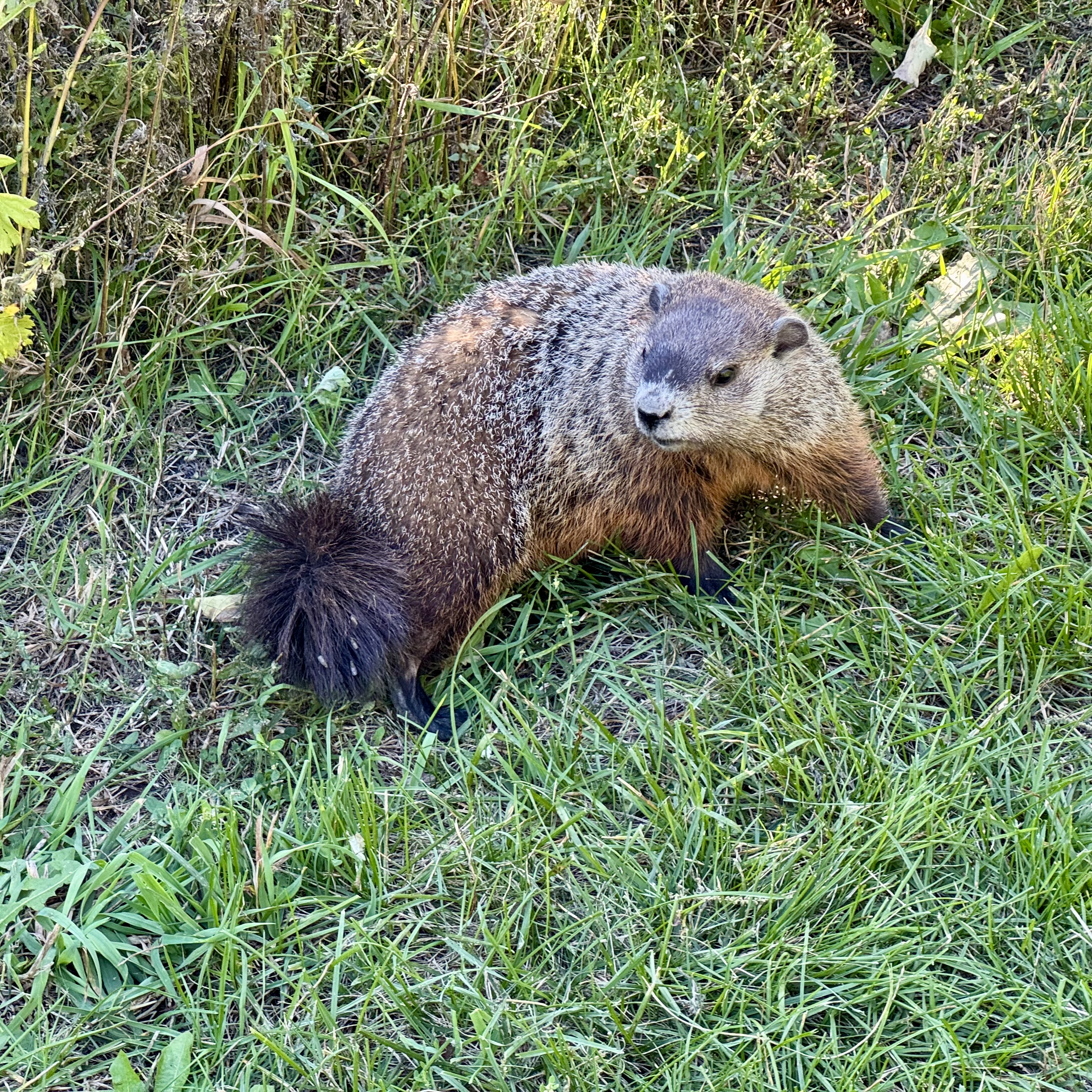 Marmota Monax