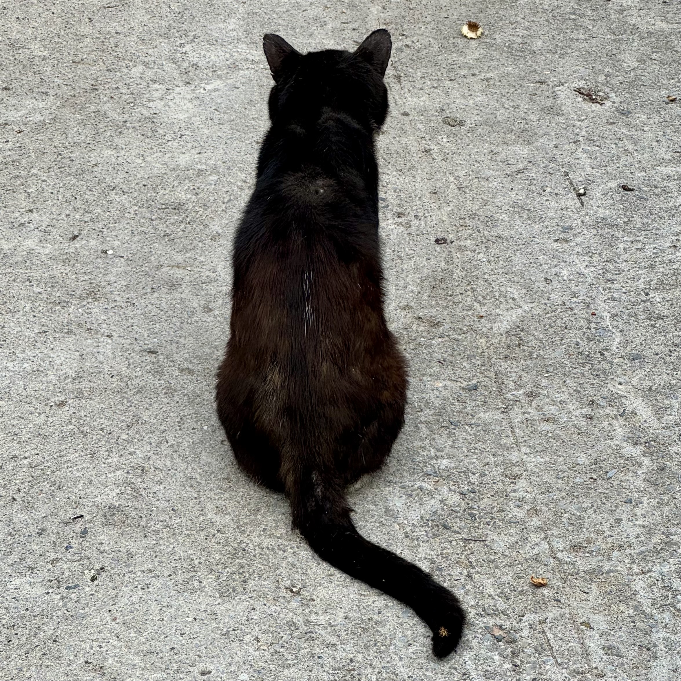 Felix, chat de ruelle