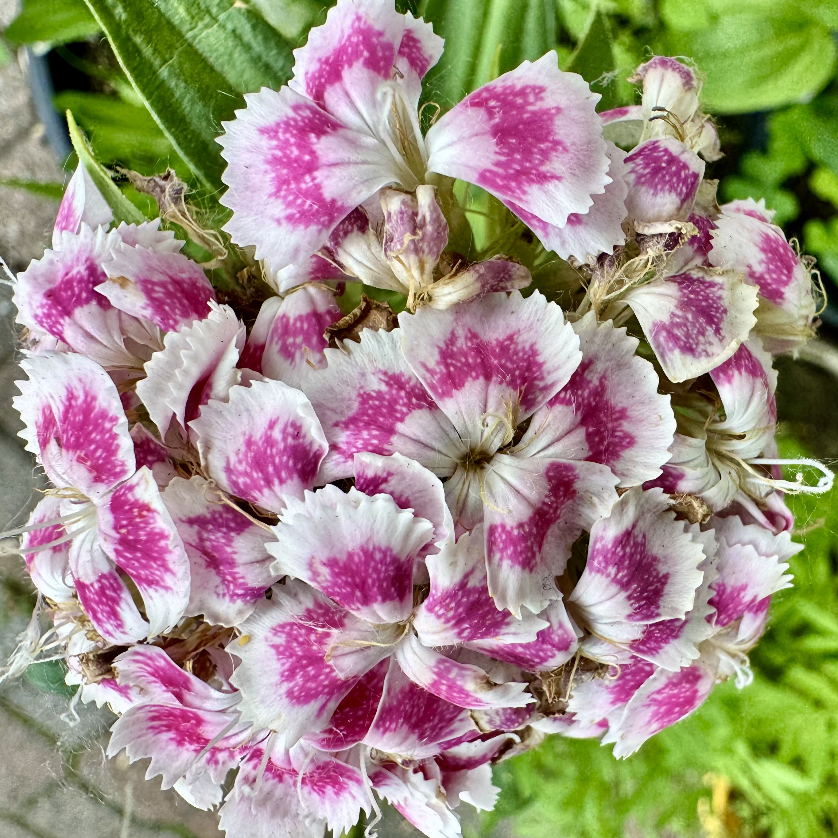 Dianthus barbatus