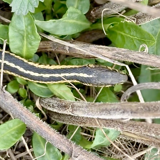 Thamnophis sirtalis sirtalis