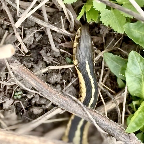 Thamnophis sirtalis sirtalis