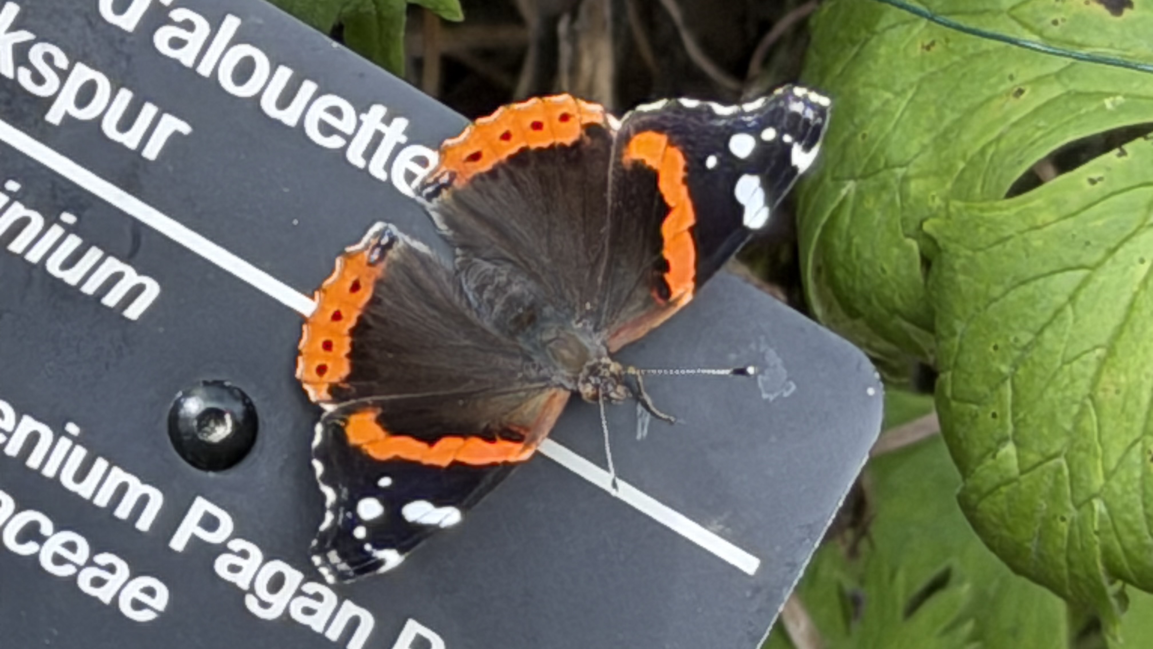 Vanessa atalanta
