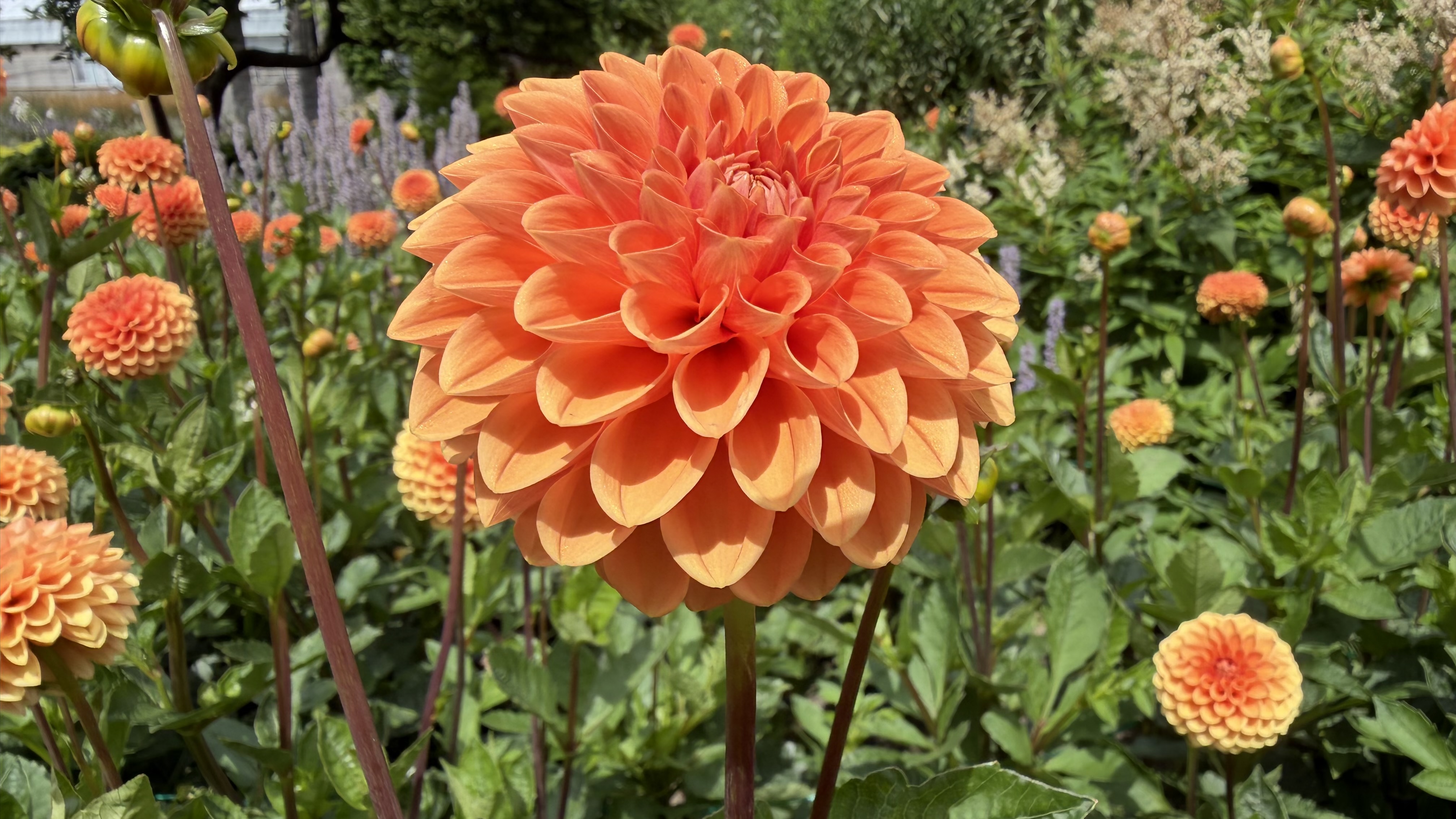Dahlia