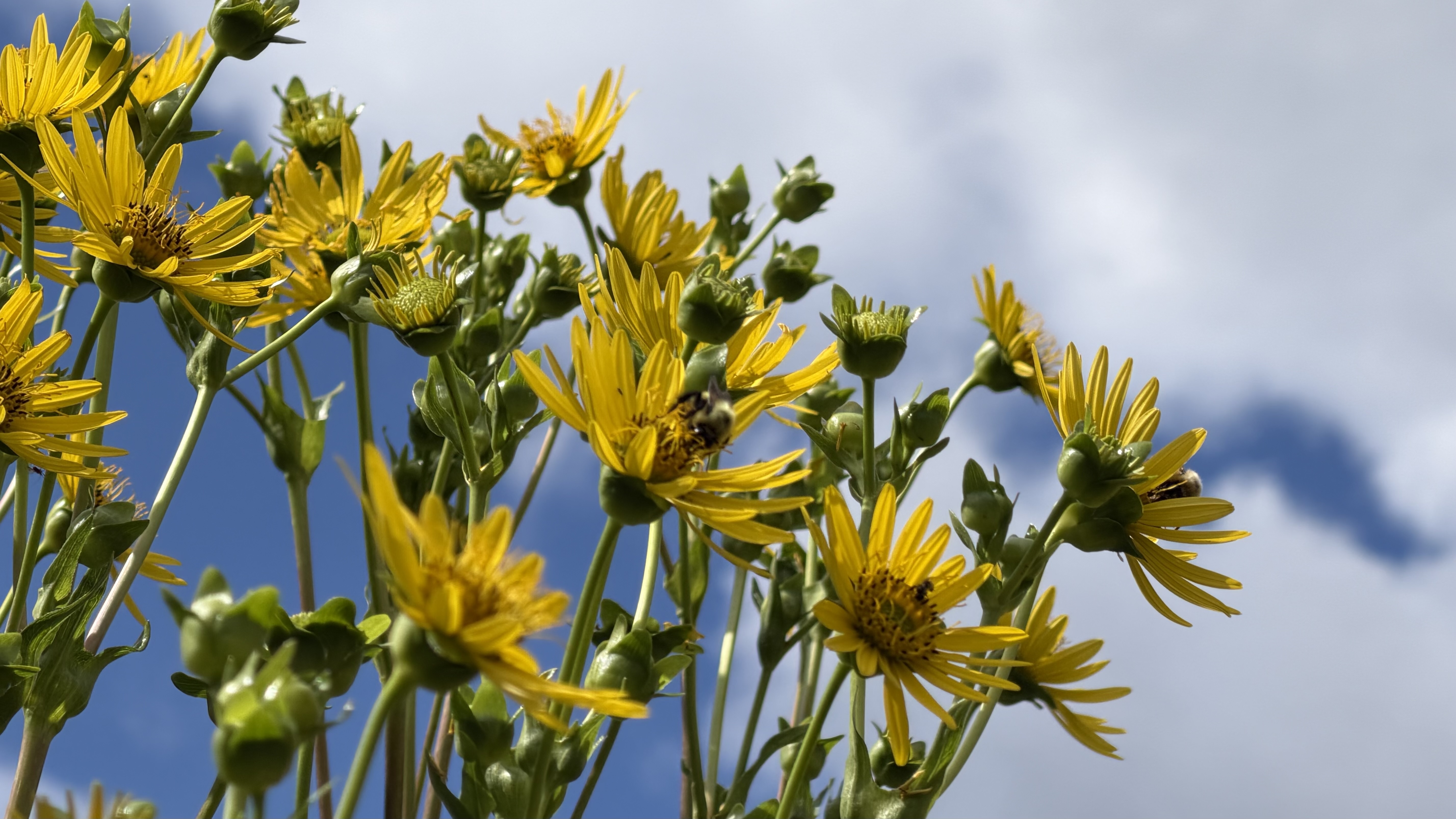 Silphium perfoliatum