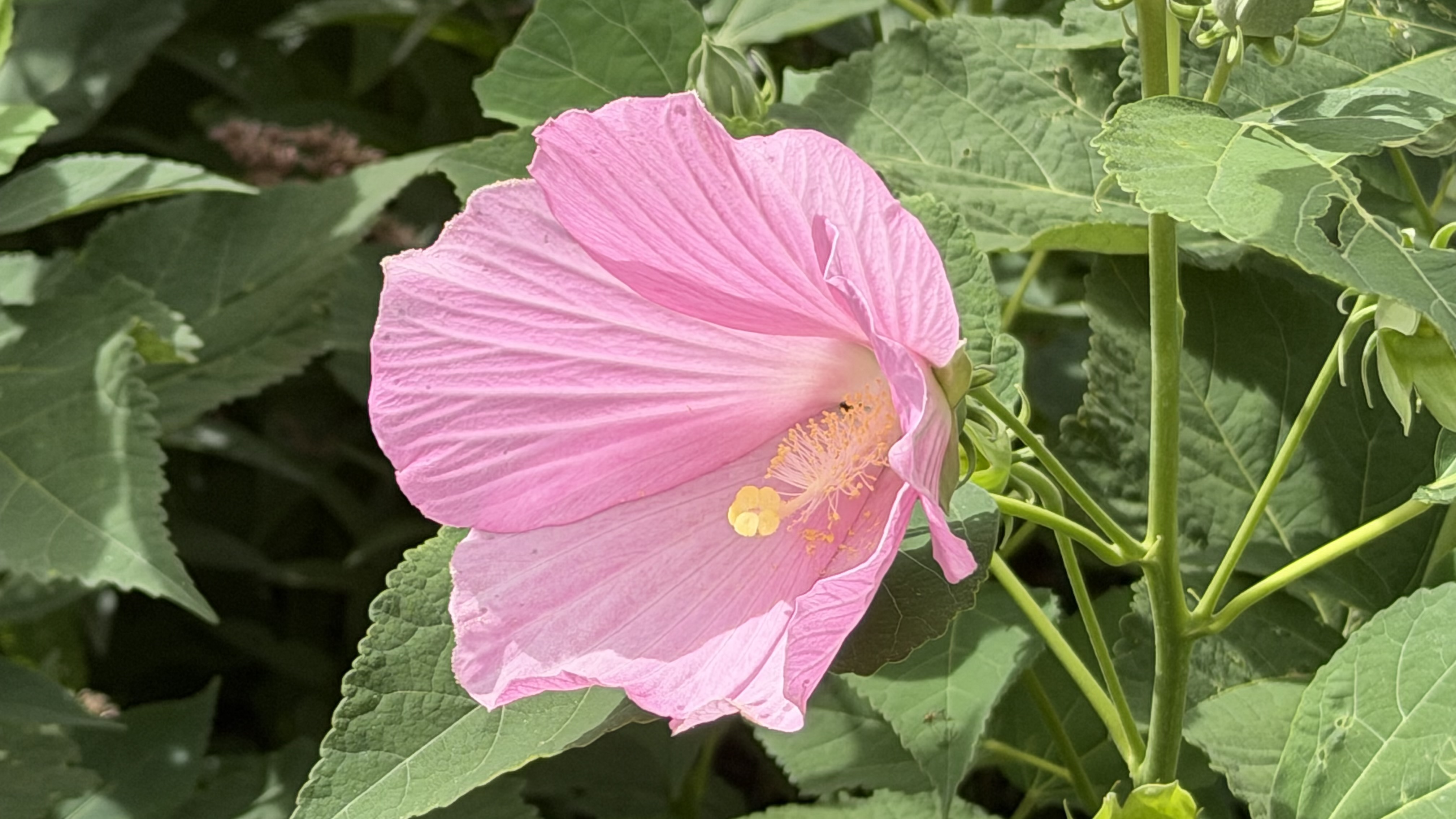 Hibiscus moscheutos