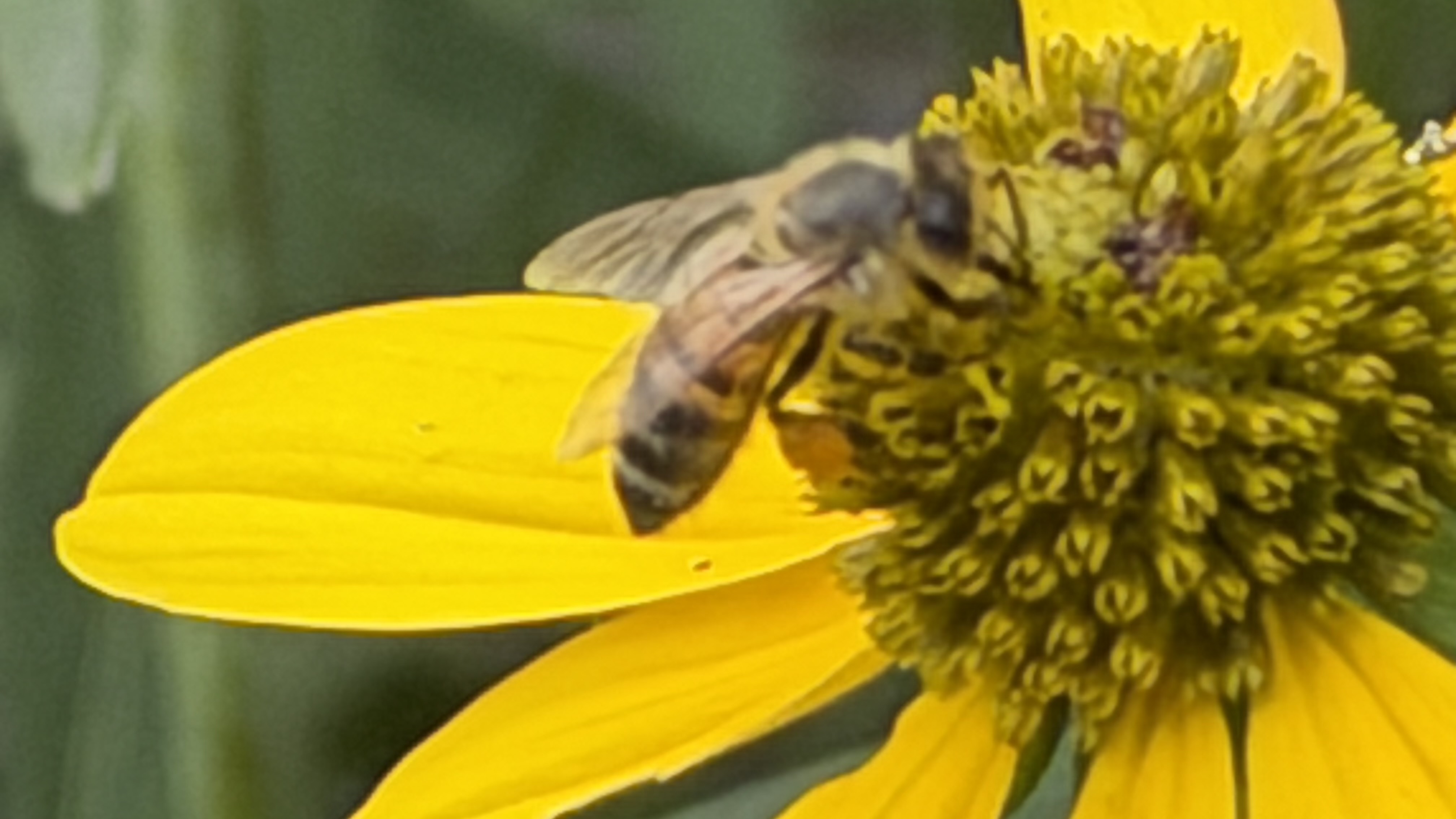 Rudbeckia nitida