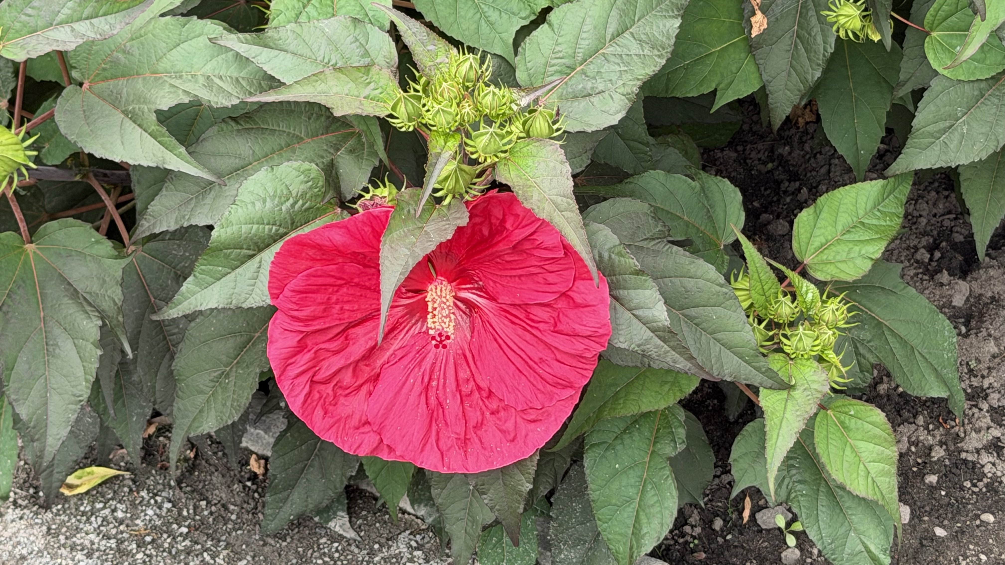 Hibiscus