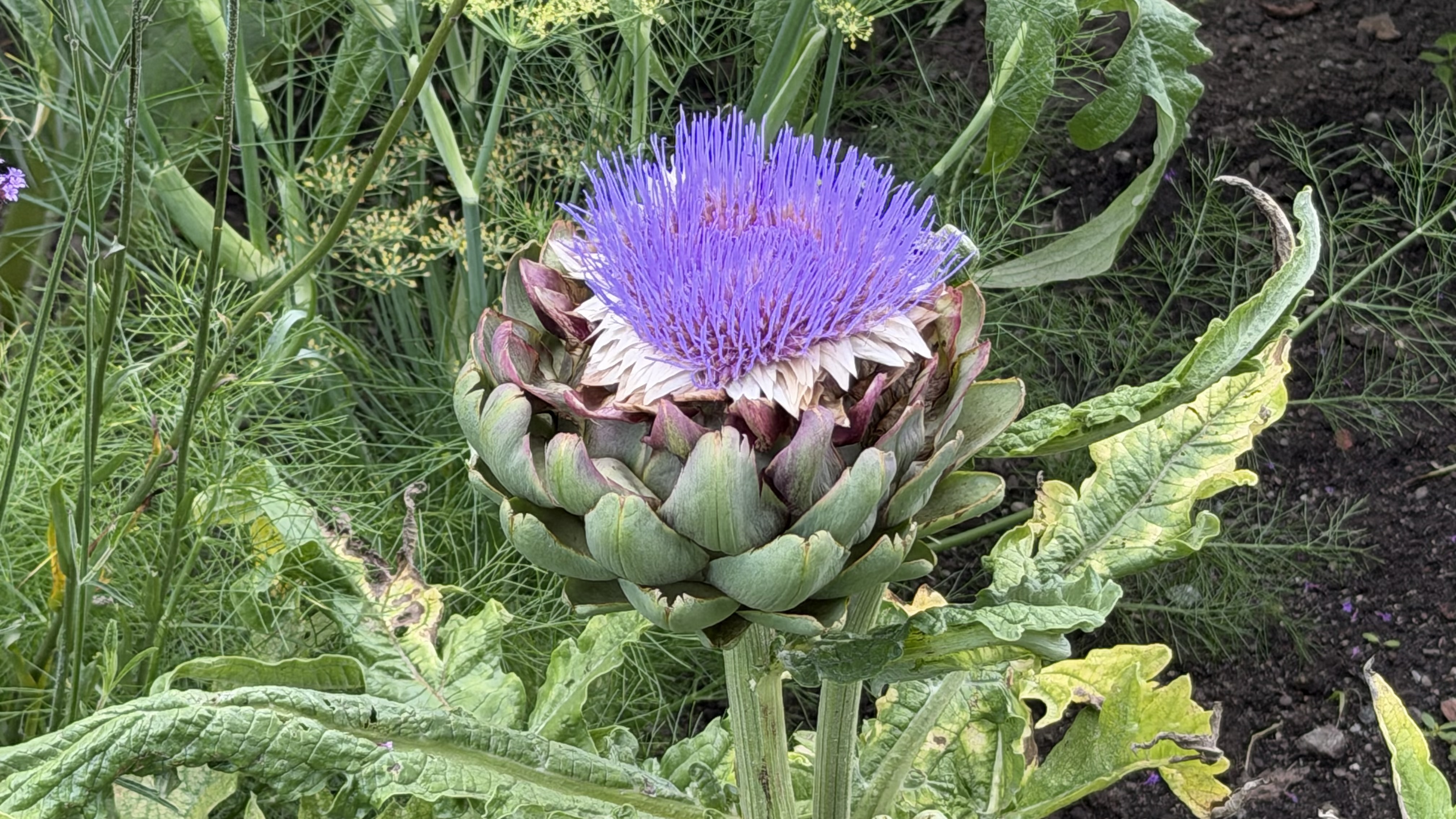 Cynara cardunculus