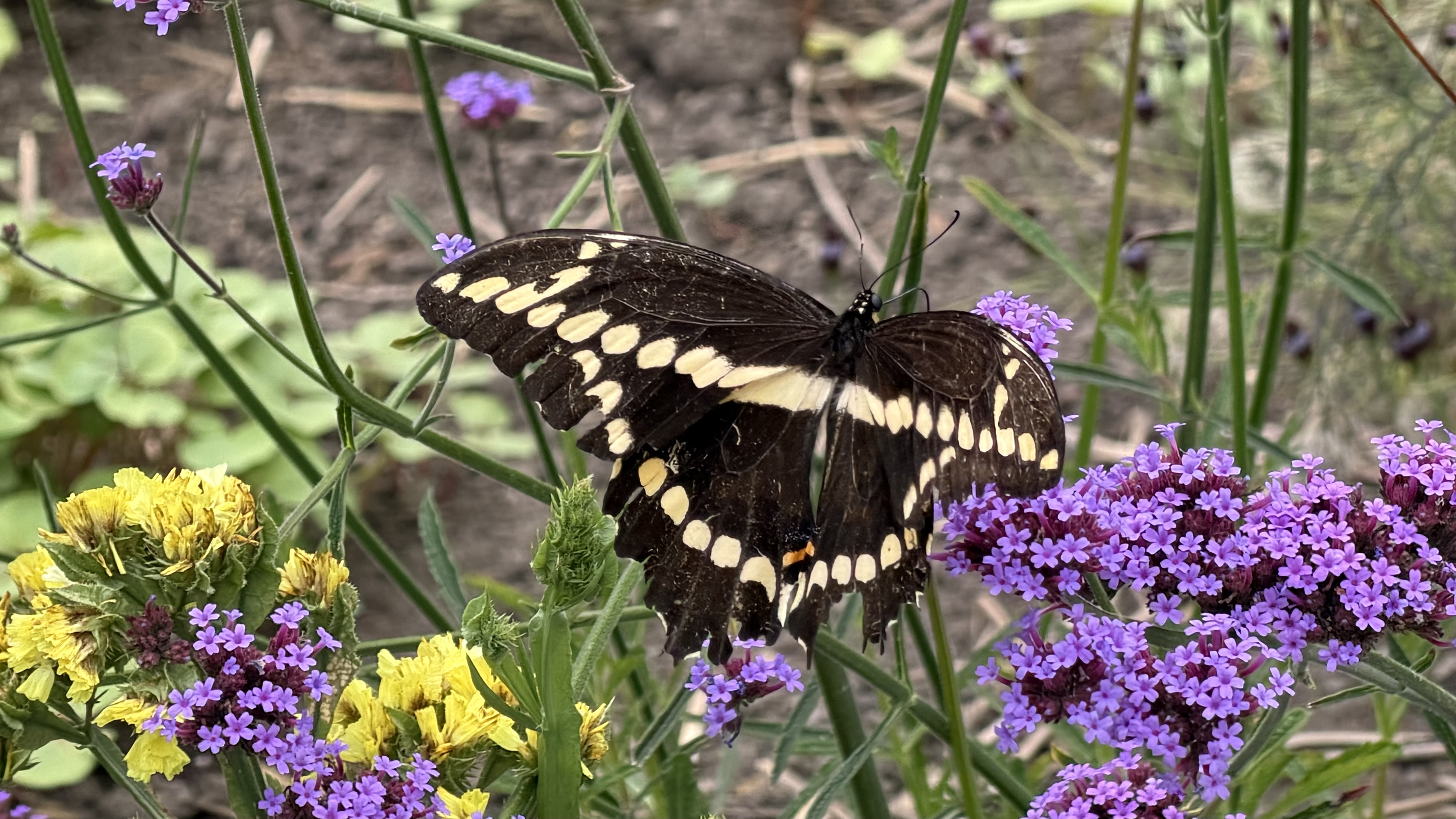 Papilio cresphontes