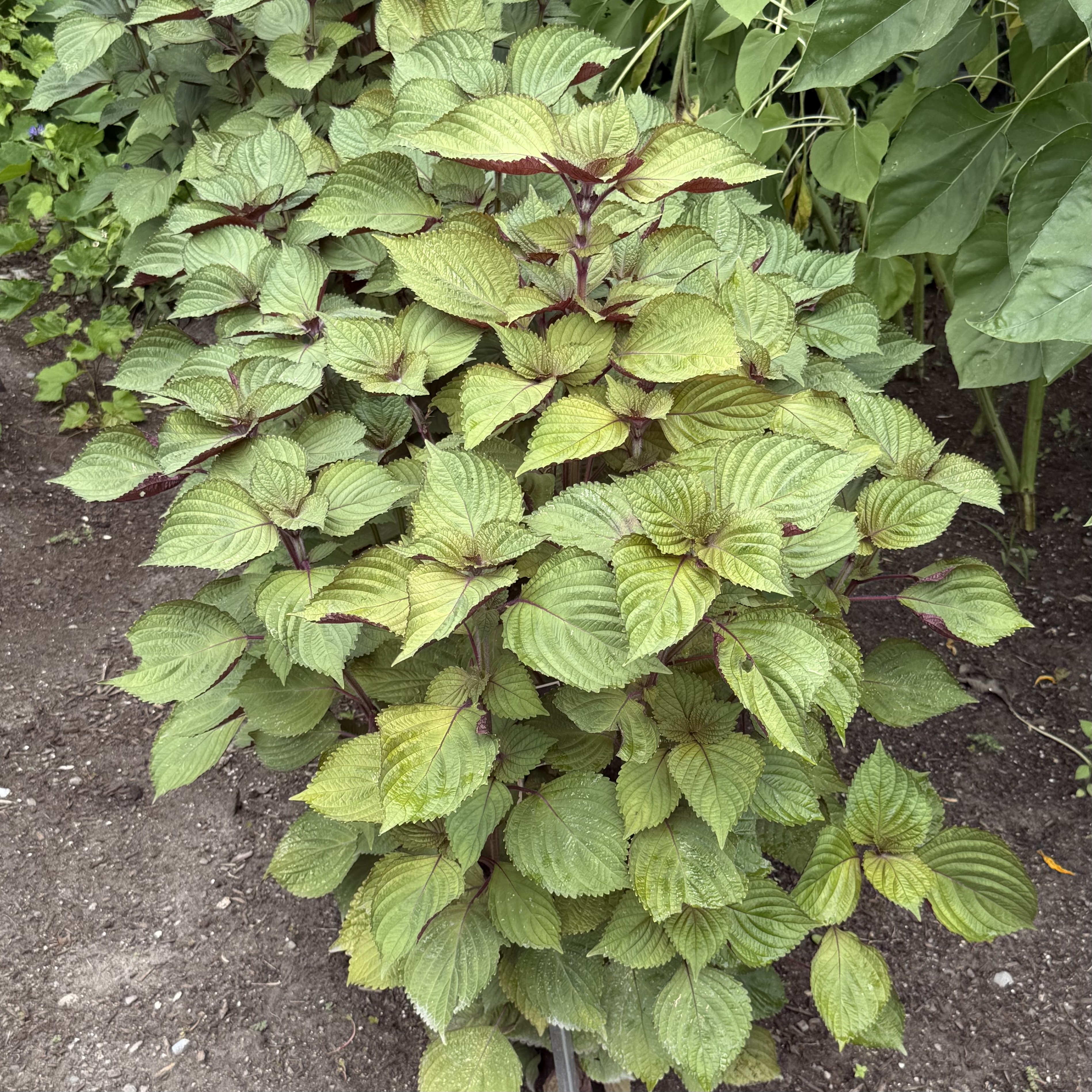 Perilla frutescens 'Britton (bicolor)'