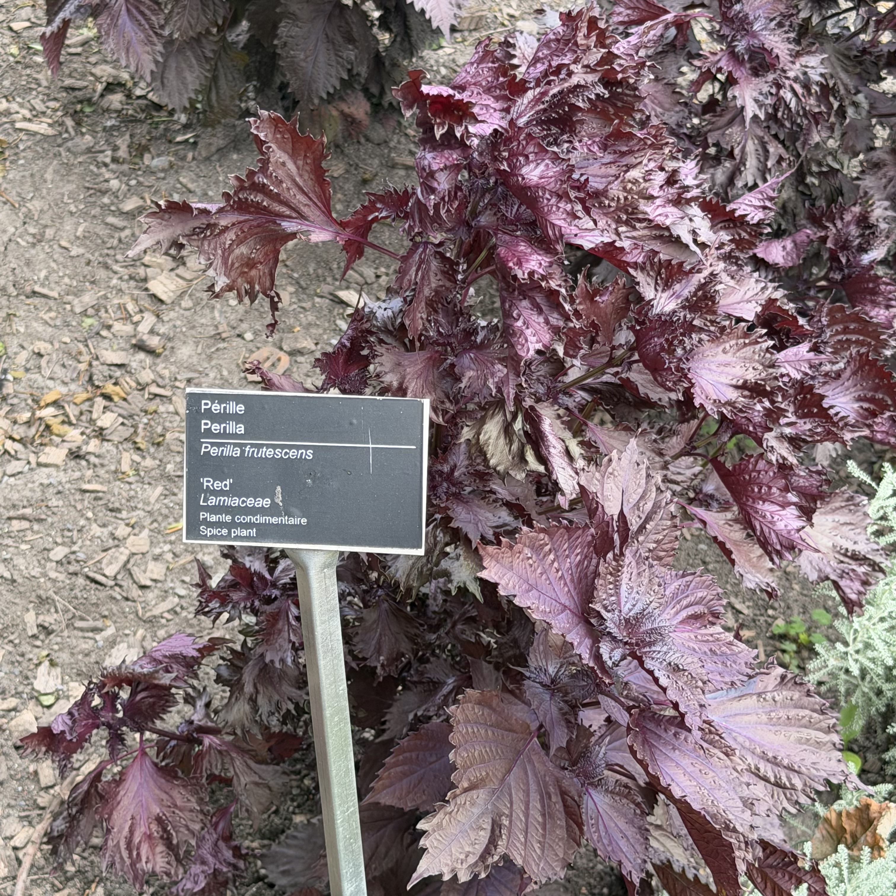 Perilla frutescens 'Red'