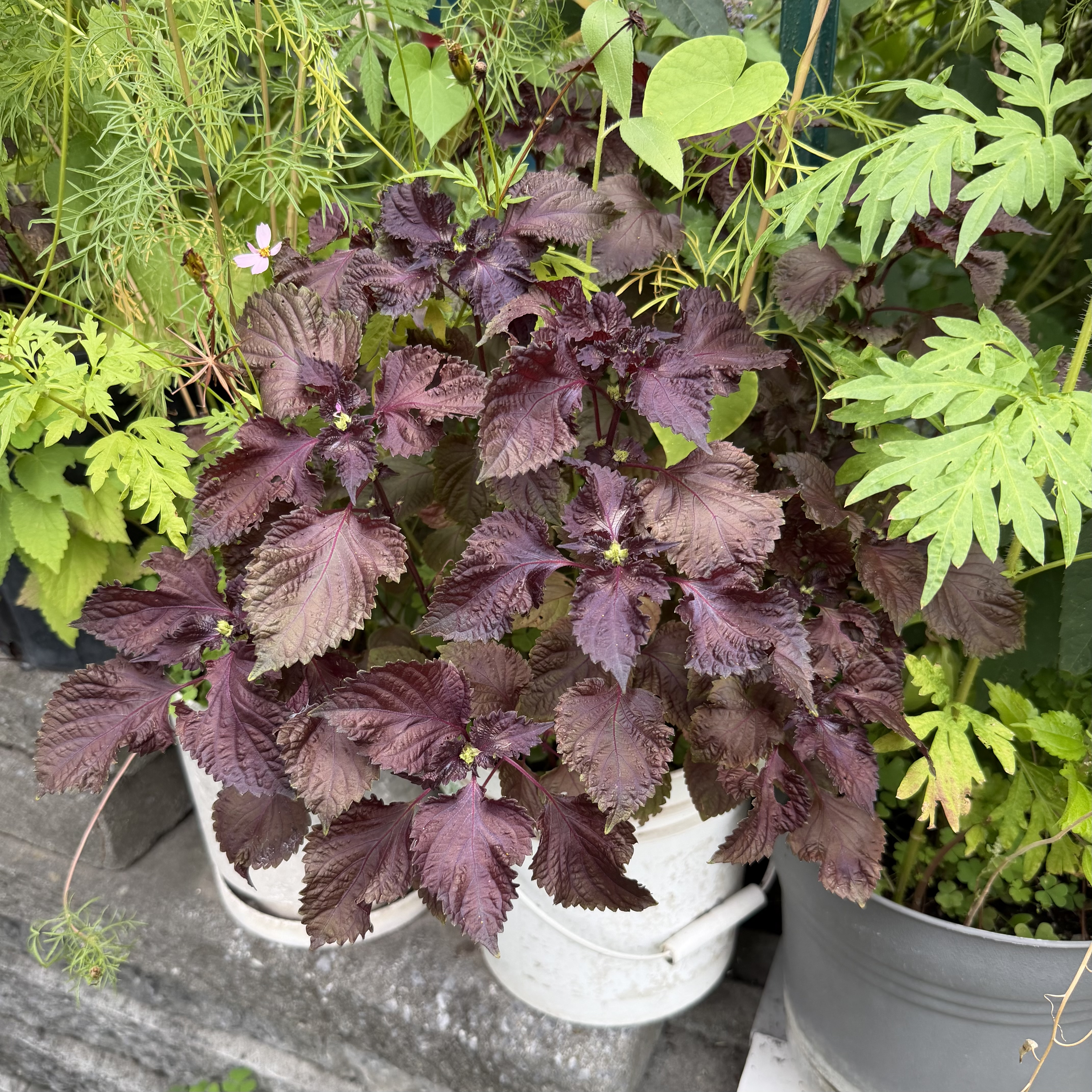 Perilla frutescens var. crispa fo. Purpurea