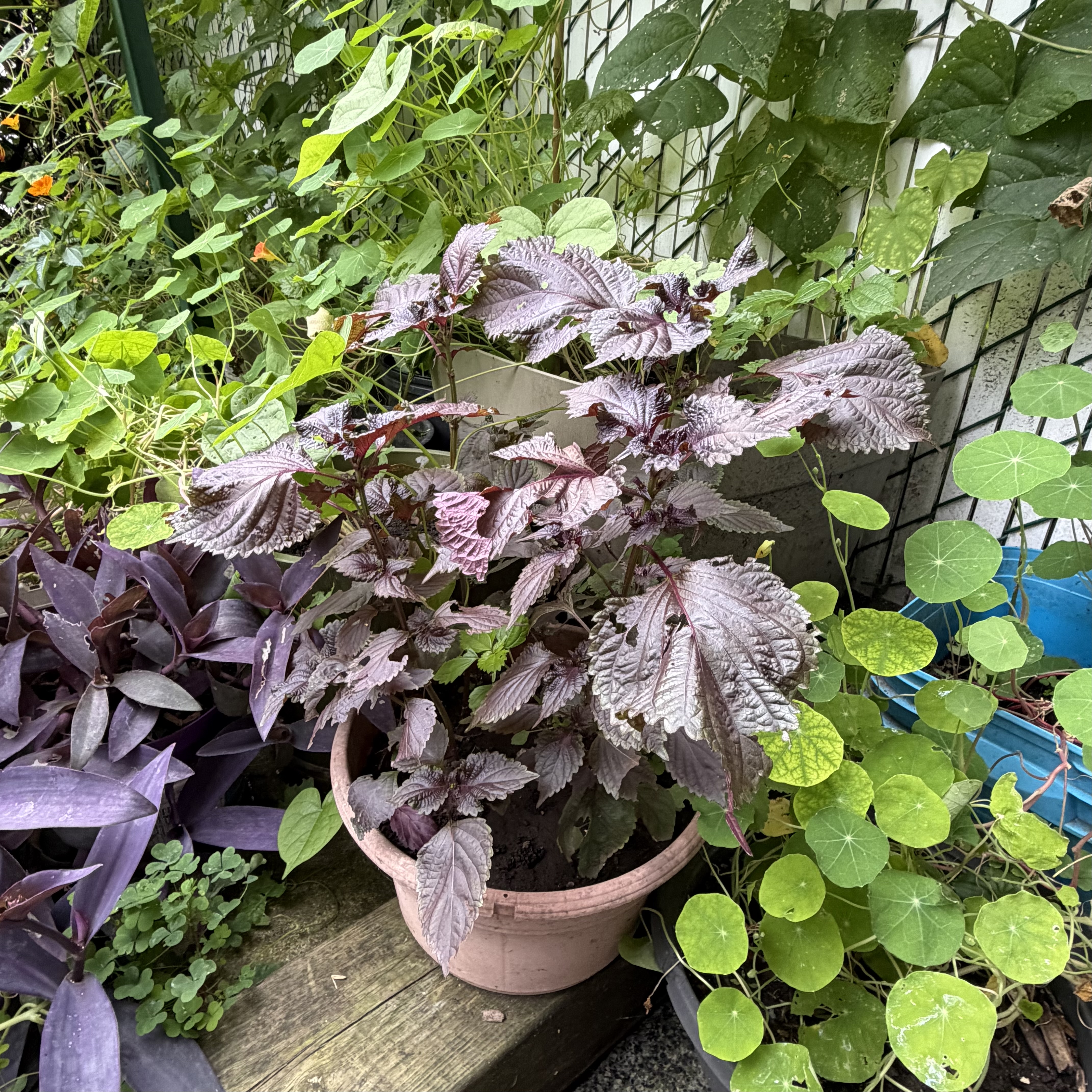 Perilla frutescens var. crispa fo. Purpurea