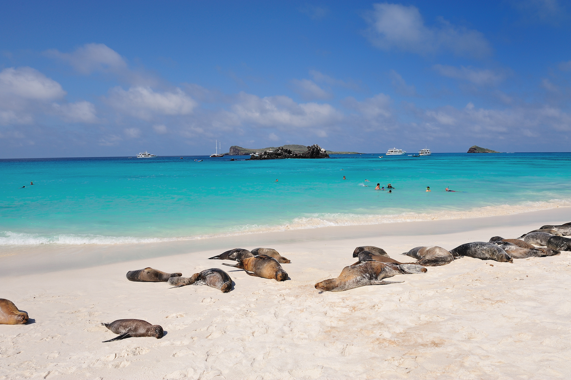 sea-lions-pikaia-lodge