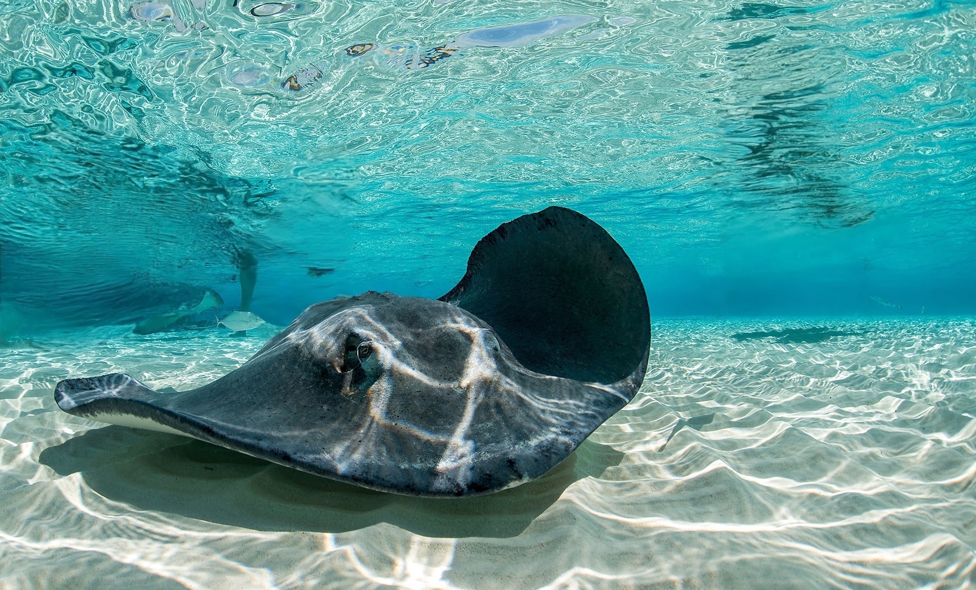 Stingray City