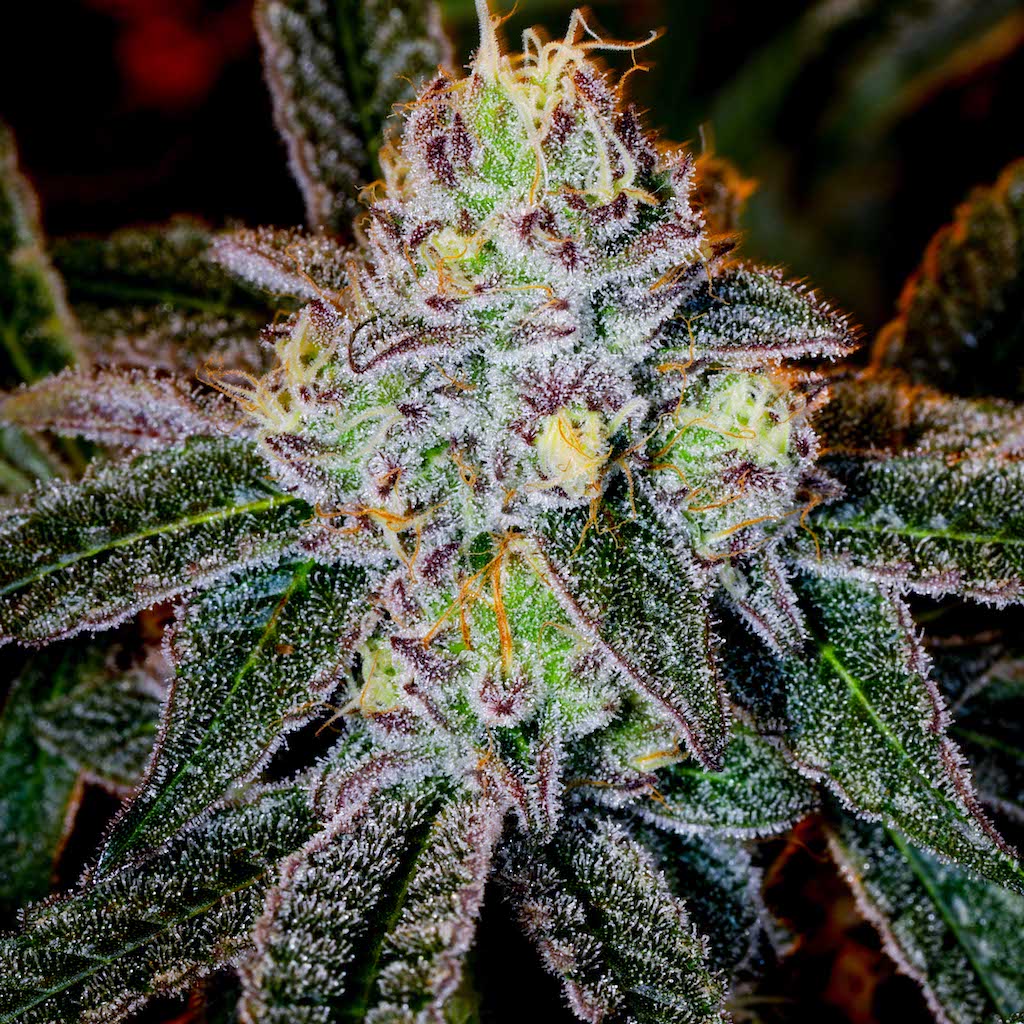 Ice Cream Cake Clones (Gelato 33 X Wedding Cake) - Clones On Fire