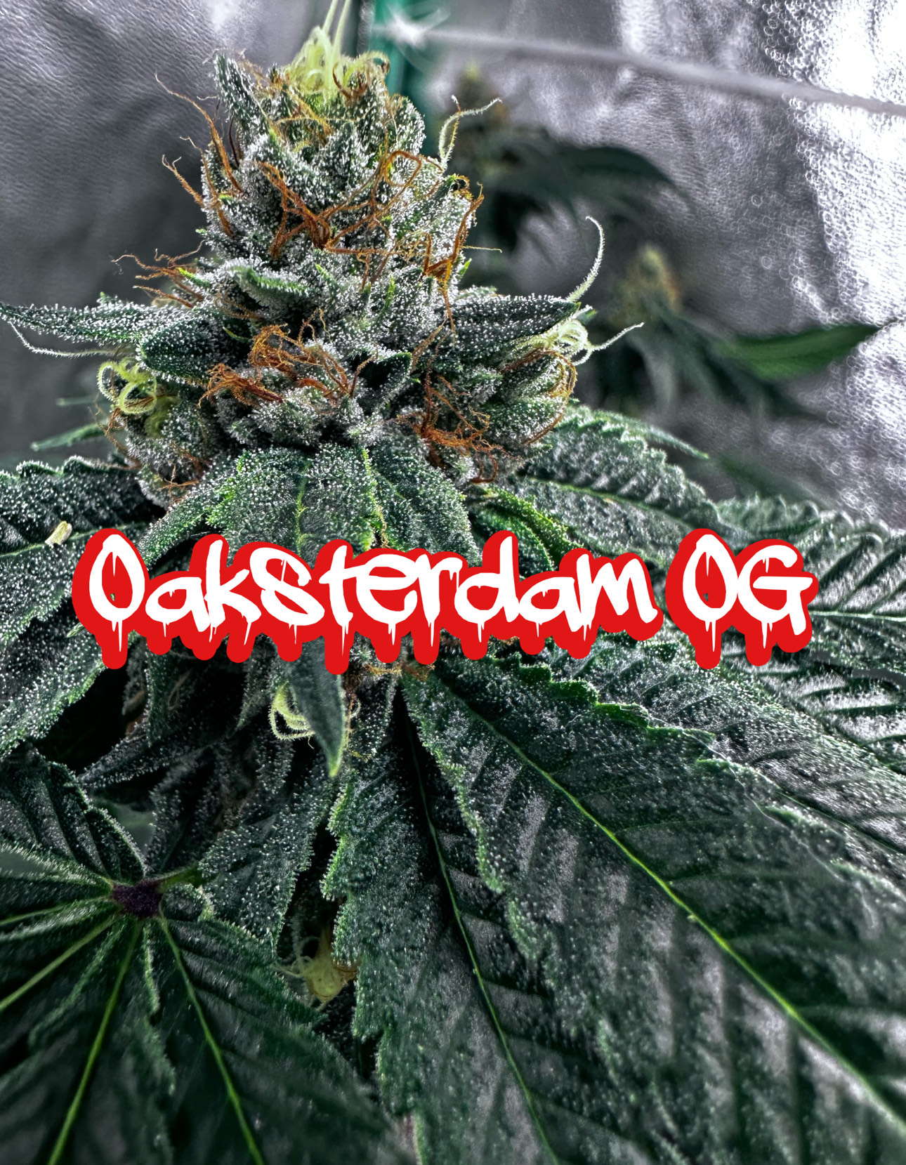 Oaksterdam OG