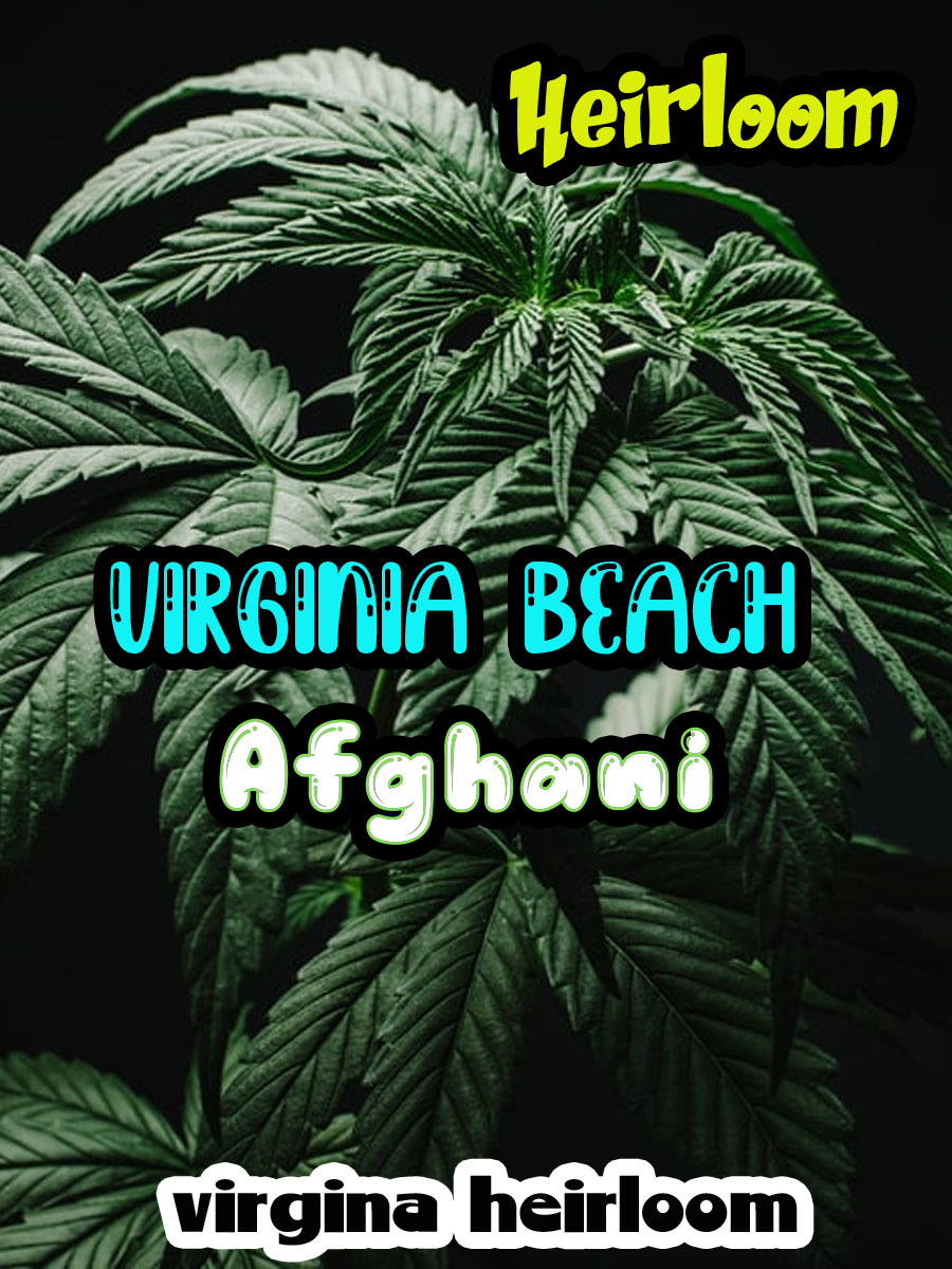 VA afghani