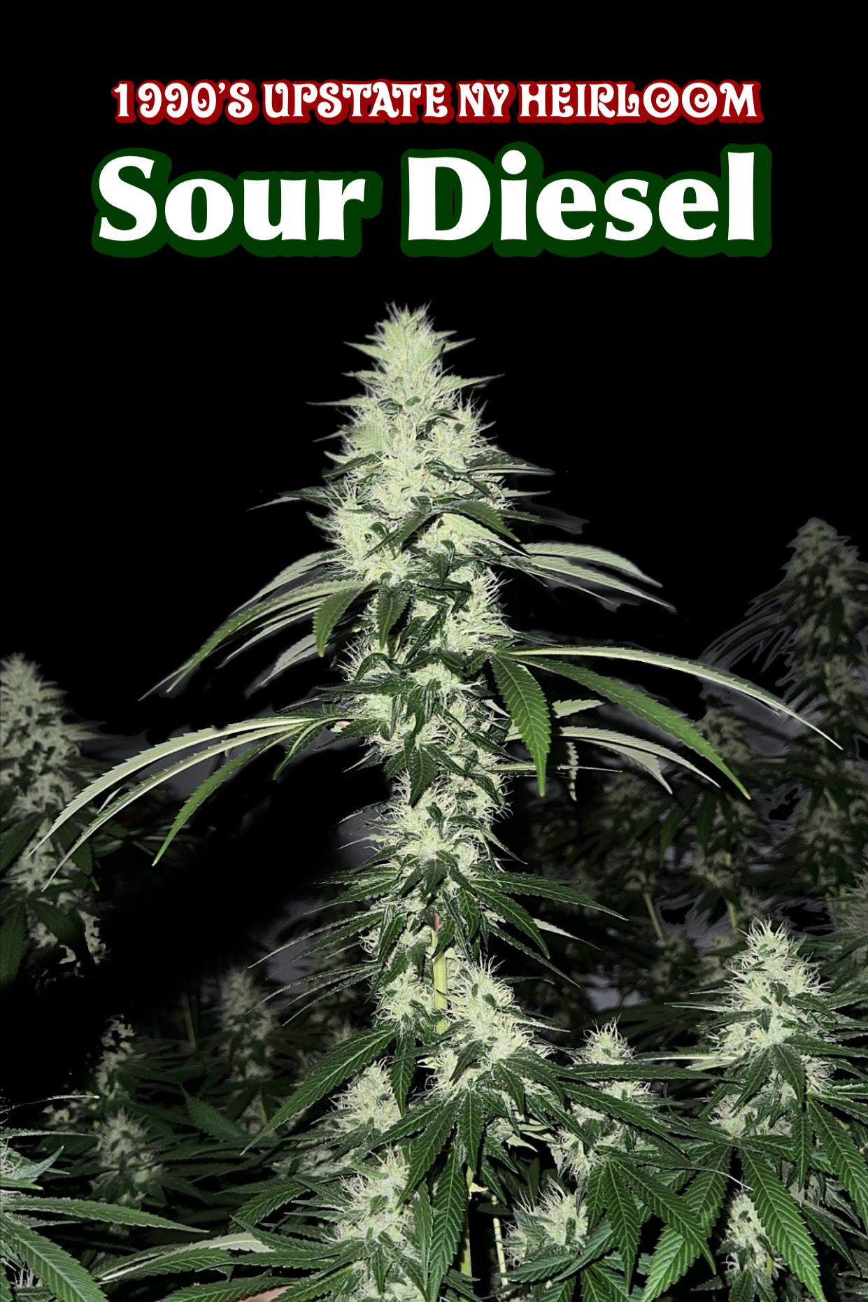 Sour Diesel