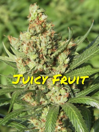 Juicy Fruit