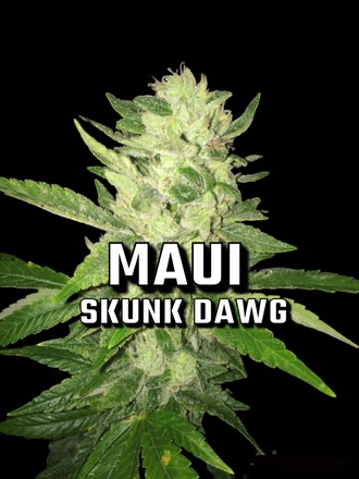 maui skunk dog