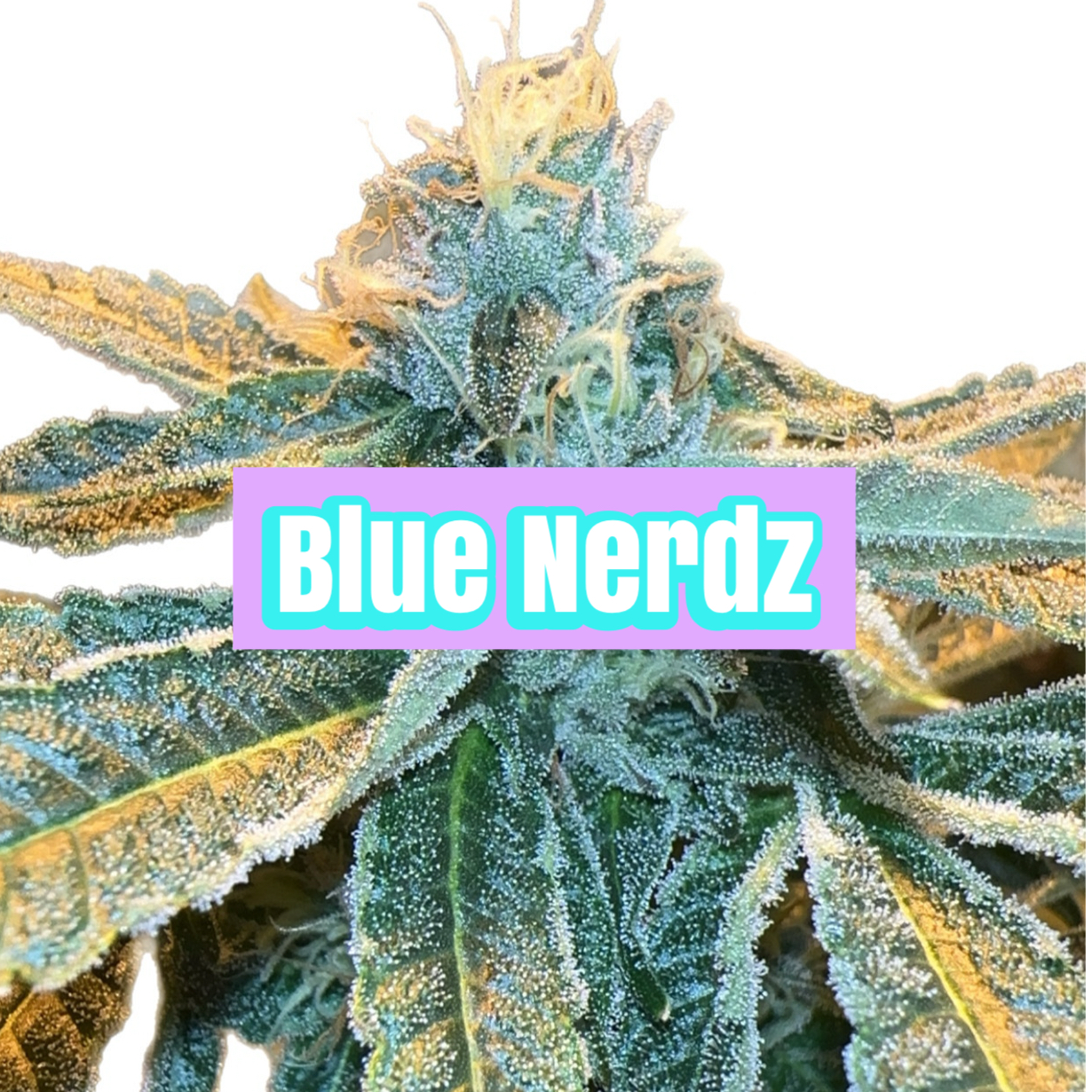 Blue Nerdz