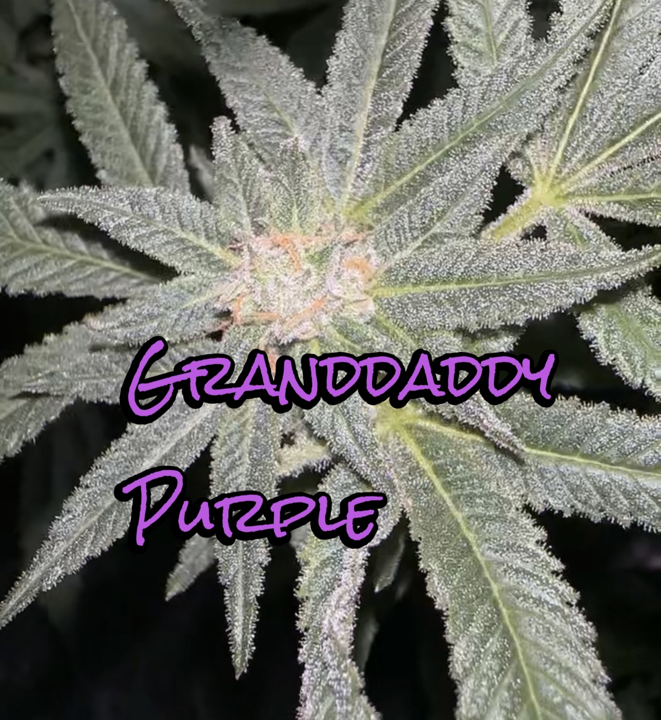 Grandaddy Purple