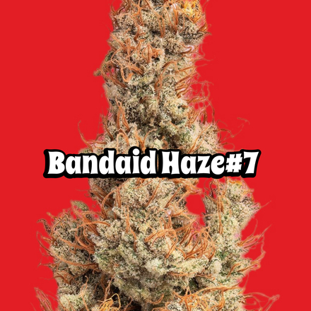 BANDAI - weed EASY MONEY 7-Pack (OZ Kush x Zunami) + 2 Pineapple Squeeze +
