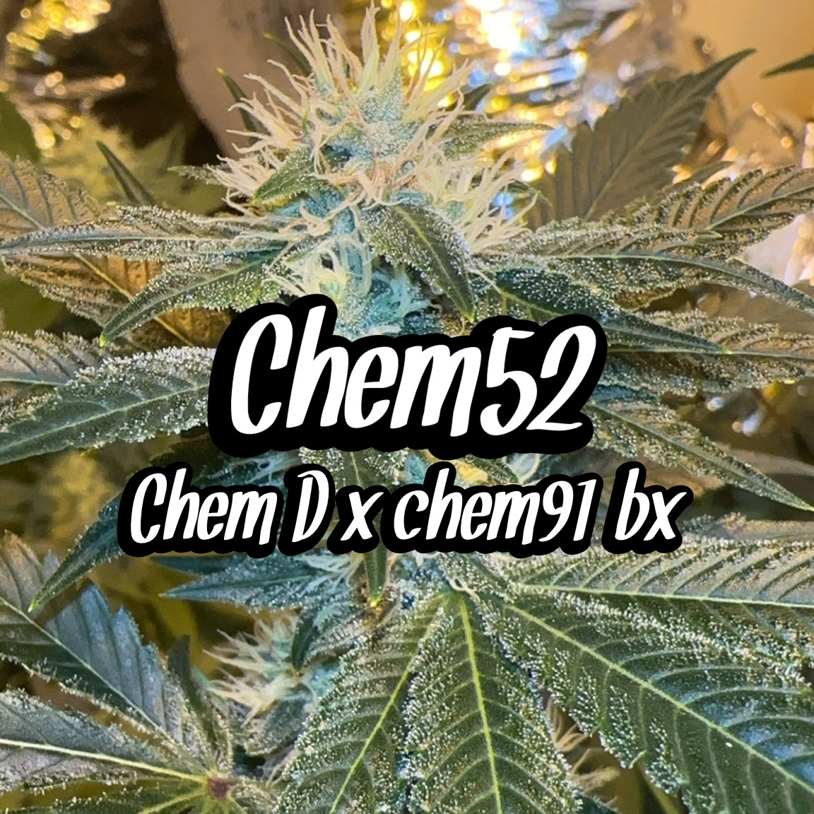 Chem 52