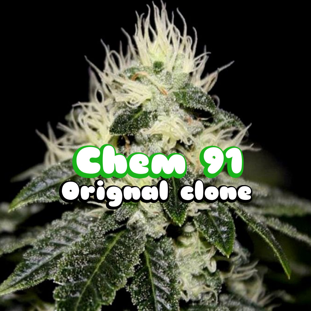 Chemdog (1991 original)